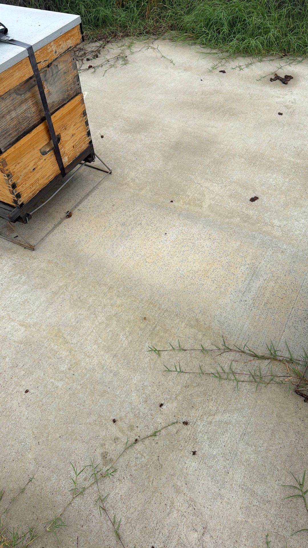 Bees at the Bank! by Rockwall Honey Bee Company
