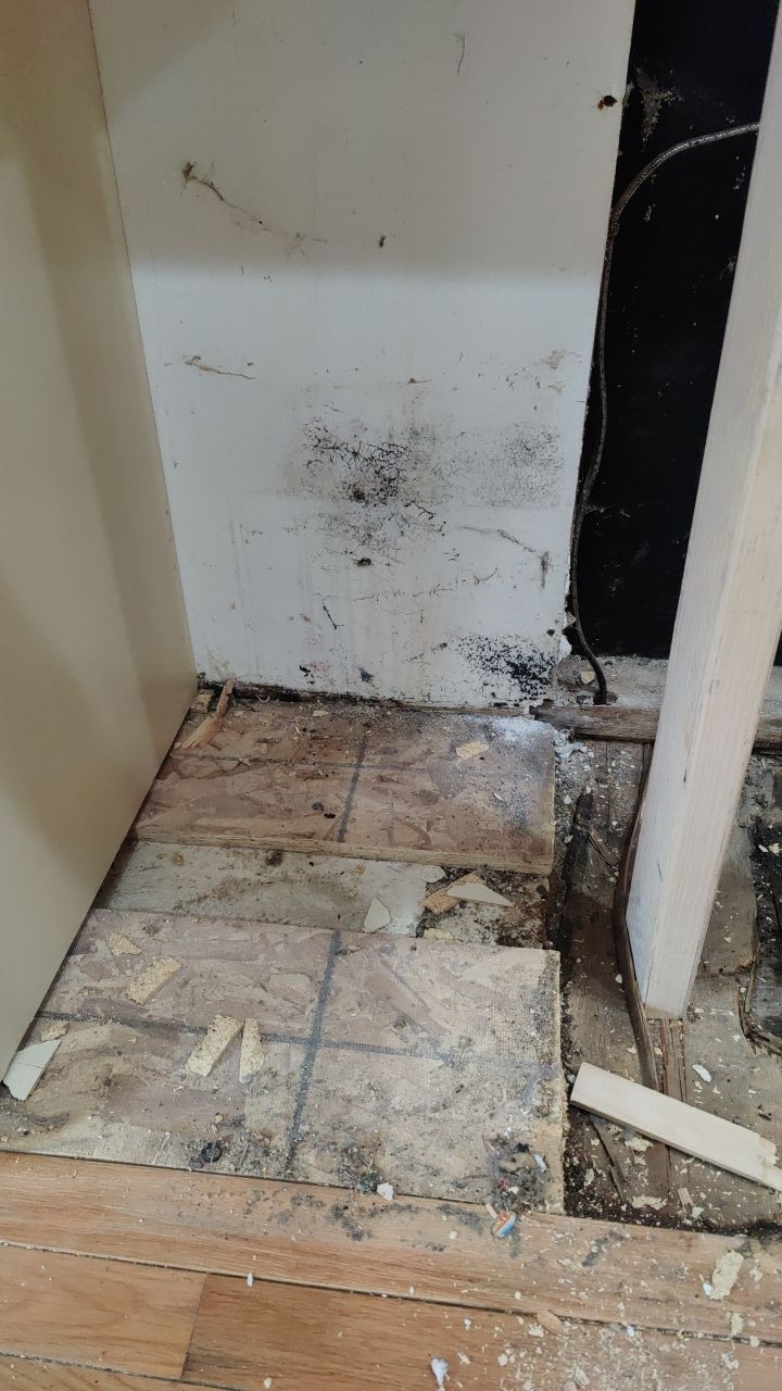 Mold Damage by Accountable Home Services