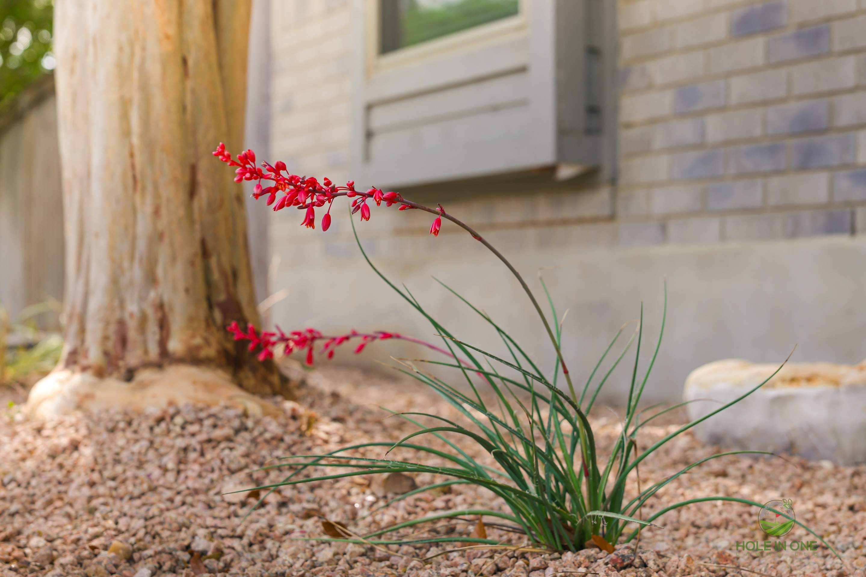 Henderson Pass, San Antonio TX by Hole In One Lawns, LLC