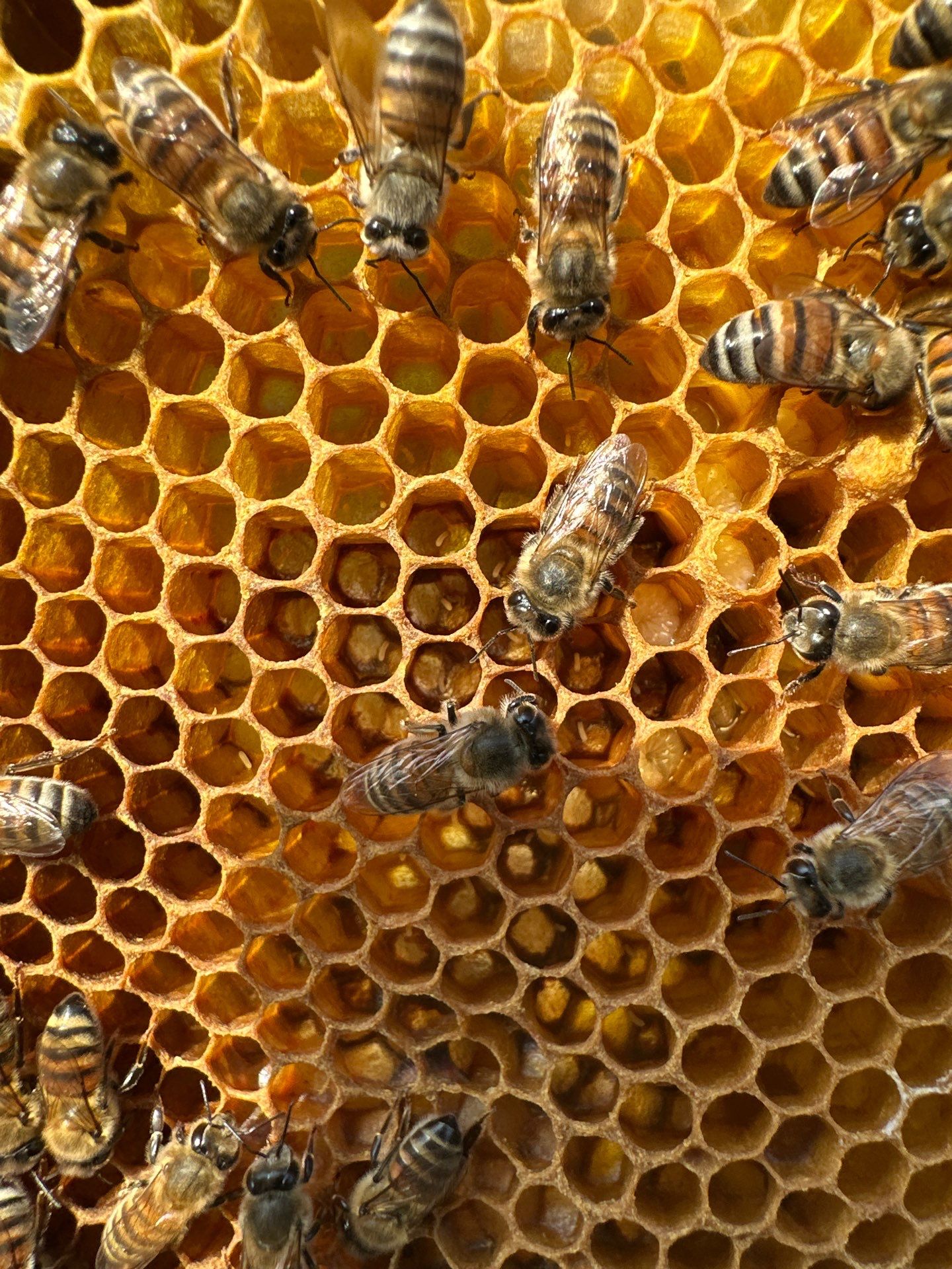 Rockwall County Ag. Exemption by Rockwall Honey Bee Company