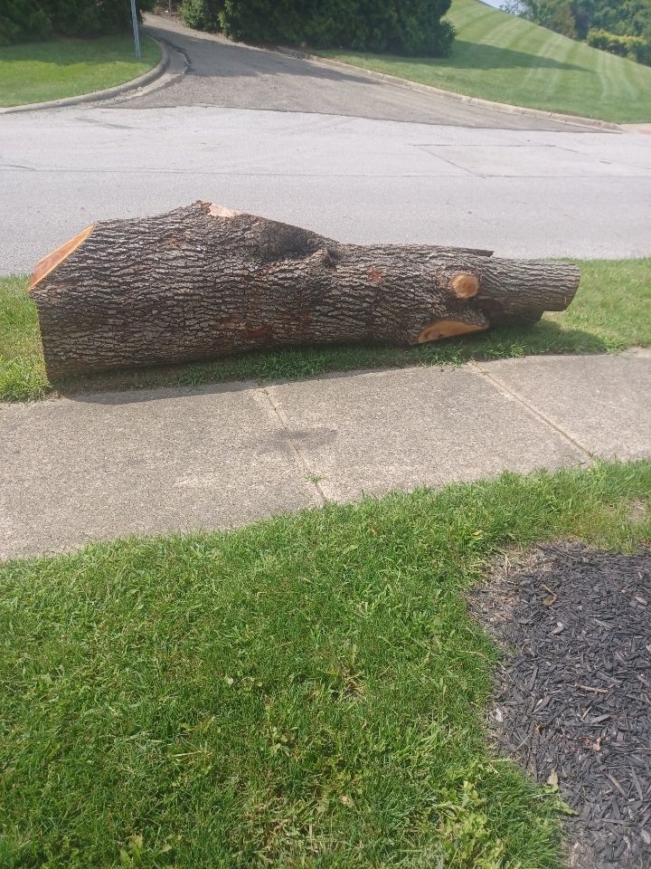 Tree Removal using Tree Removal by Mike Jones & Sons Tree Service LLC 