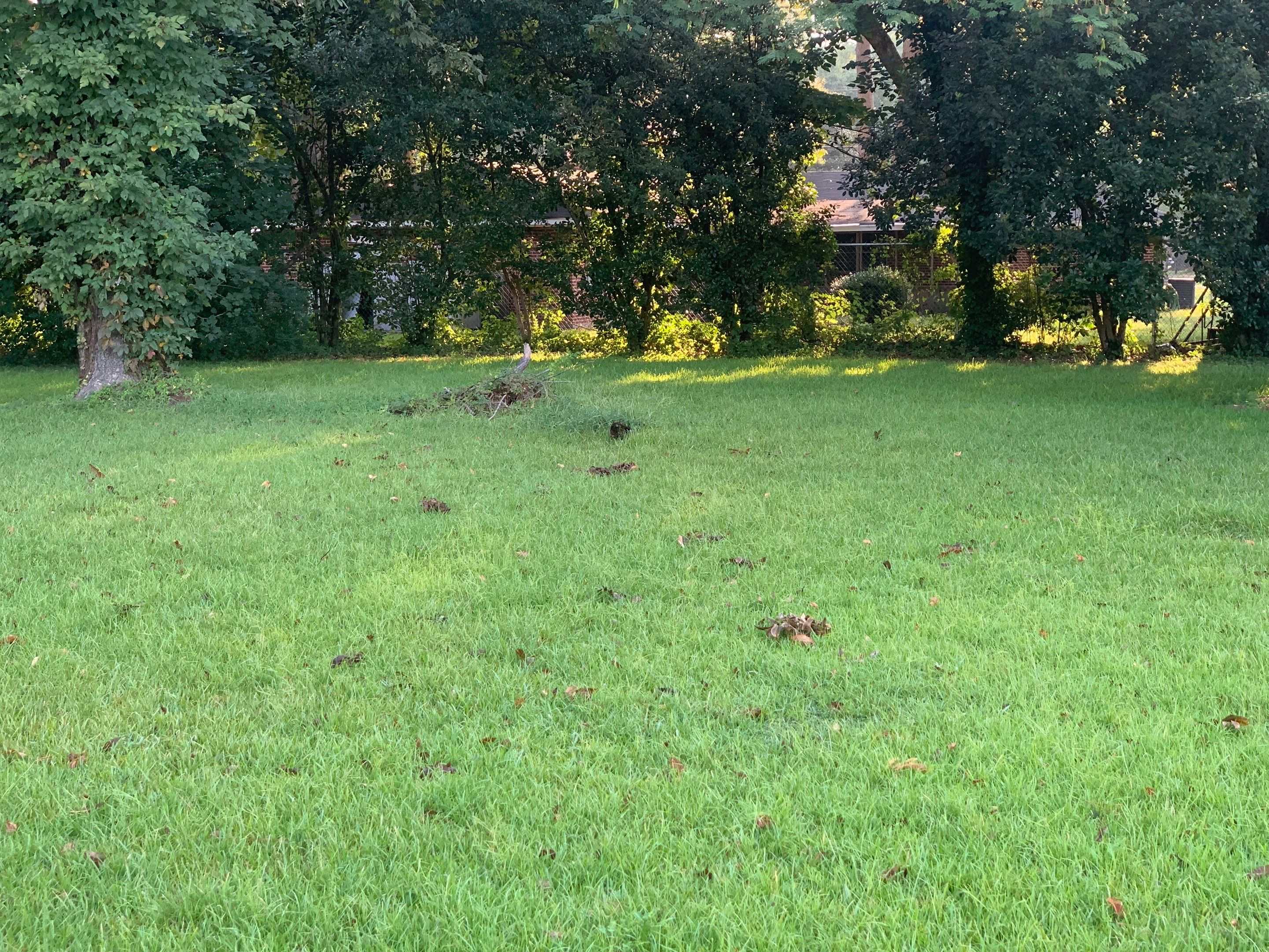 Yard Makeover by College Bros Outdoor services