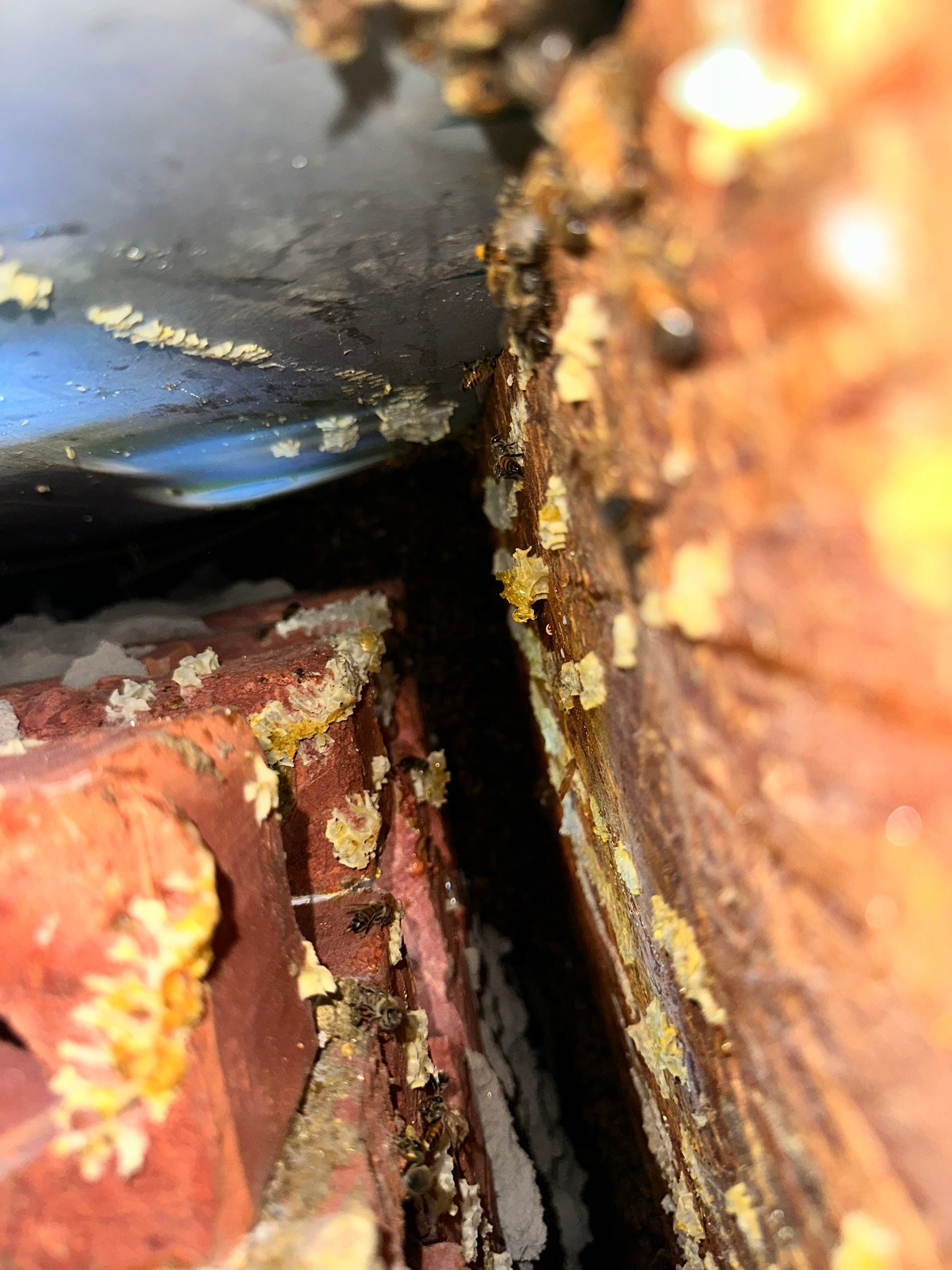Bees Behind Bricks by Rockwall Honey Bee Company