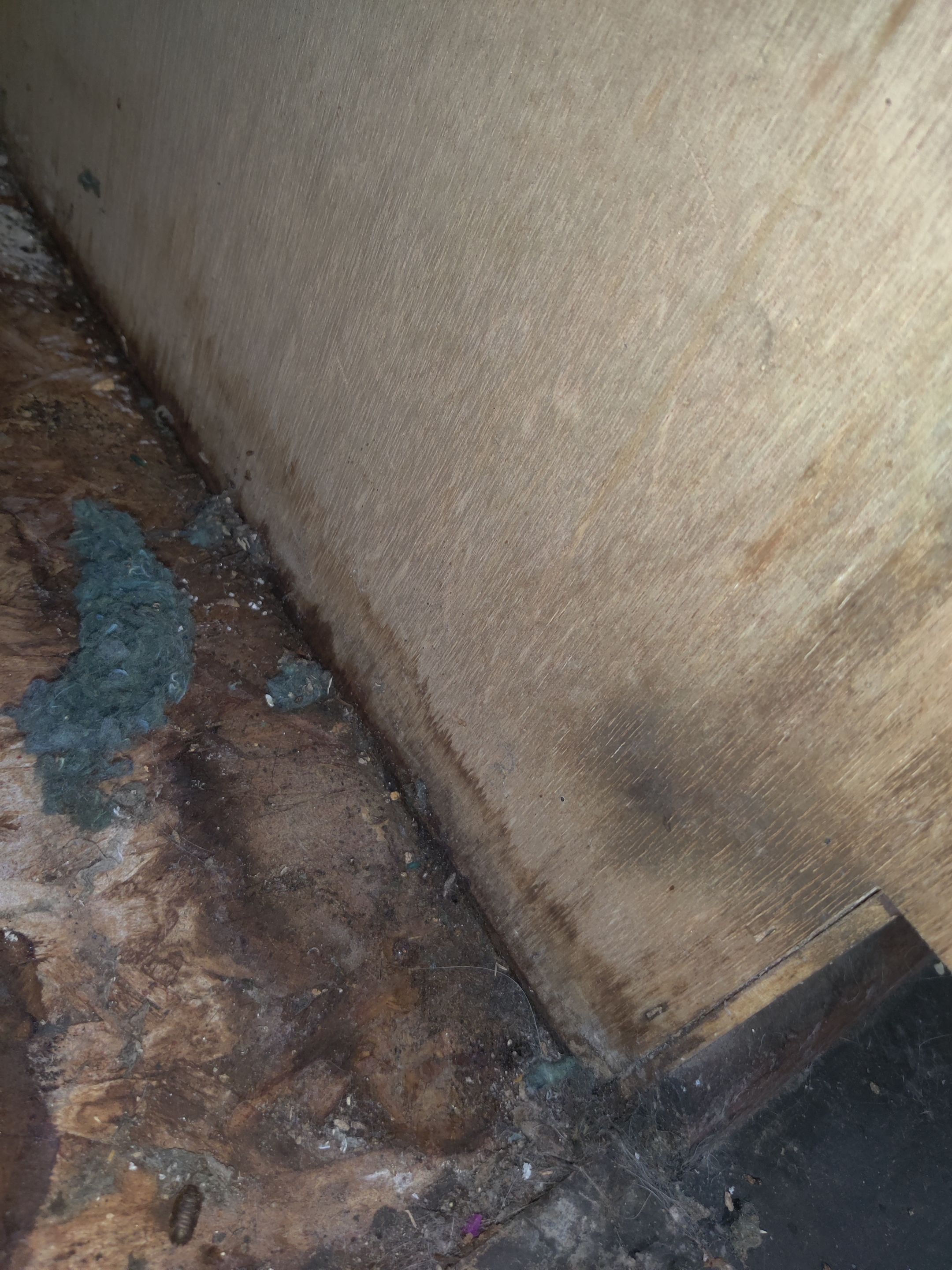 Mold Remediation using Containment by Accountable Home Services