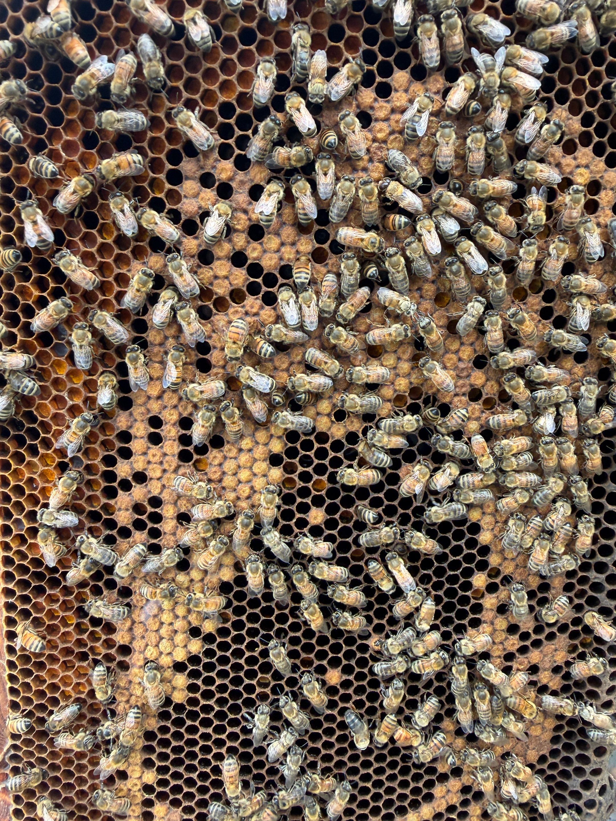 Exemption in Royse City, TX by Rockwall Honey Bee Company