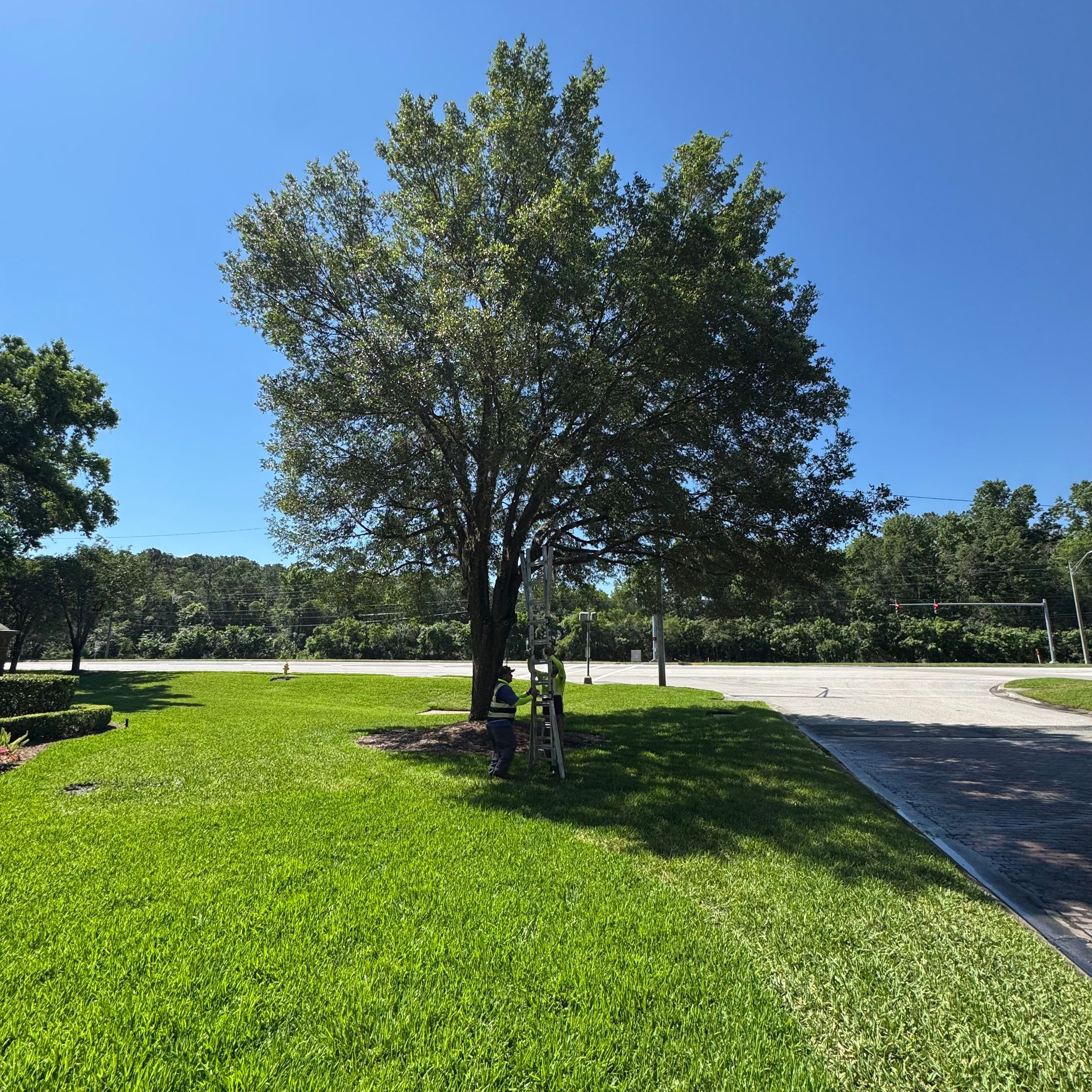 Deerwood Community | Tree Work by ProGreen Services