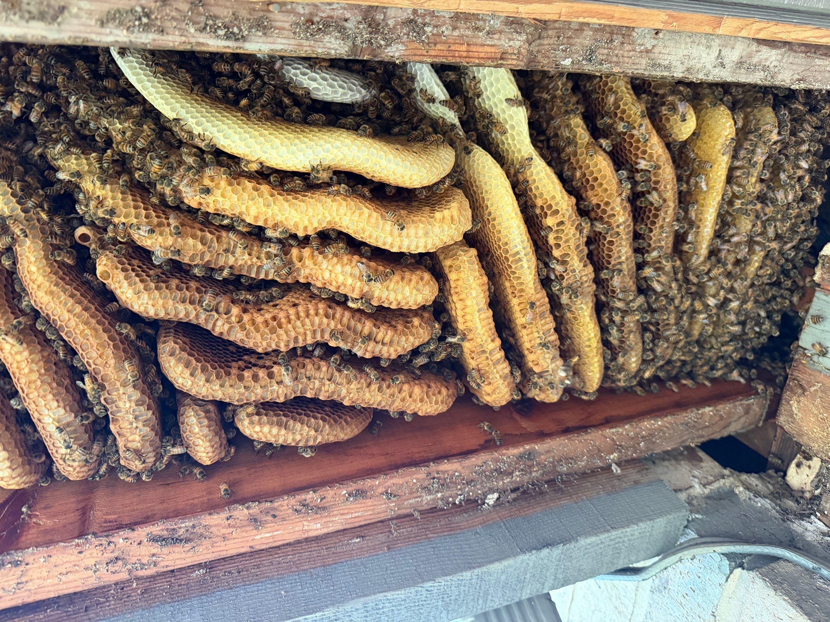 Love this house! by Rockwall Honey Bee Company