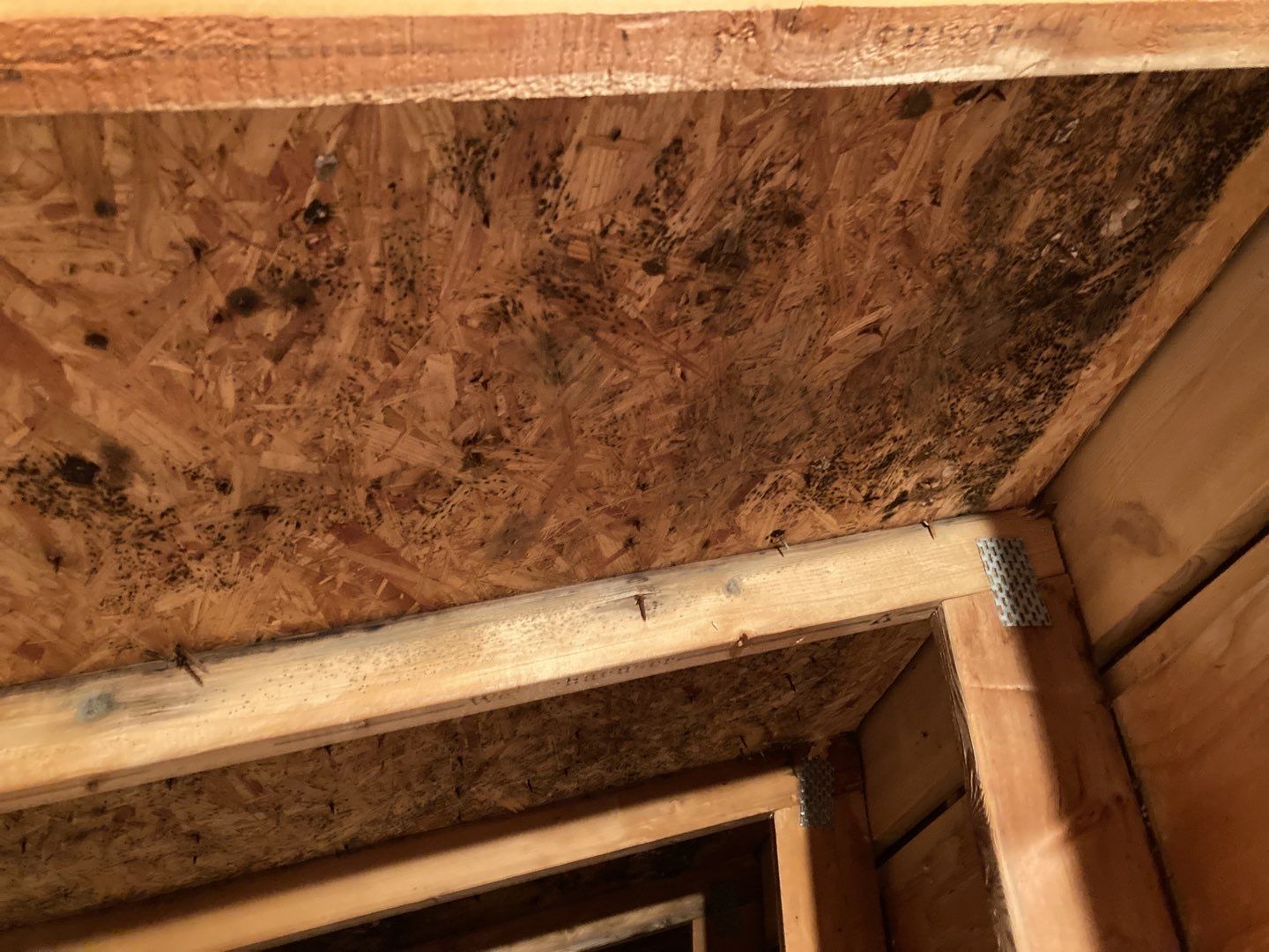 Mold Remediation in Attic by Accountable Home Services