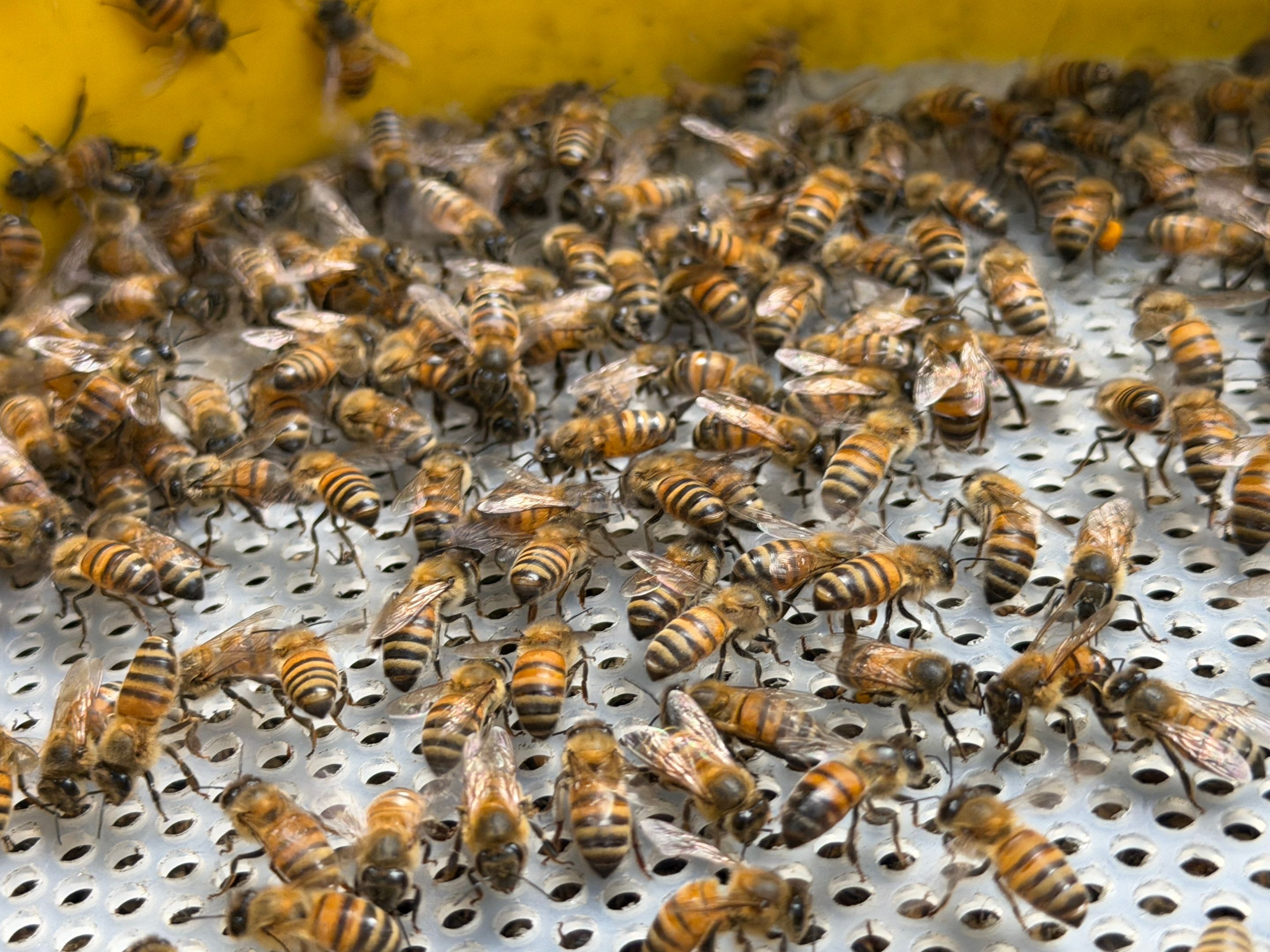 Project in Dallas, TX by Rockwall Honey Bee Company