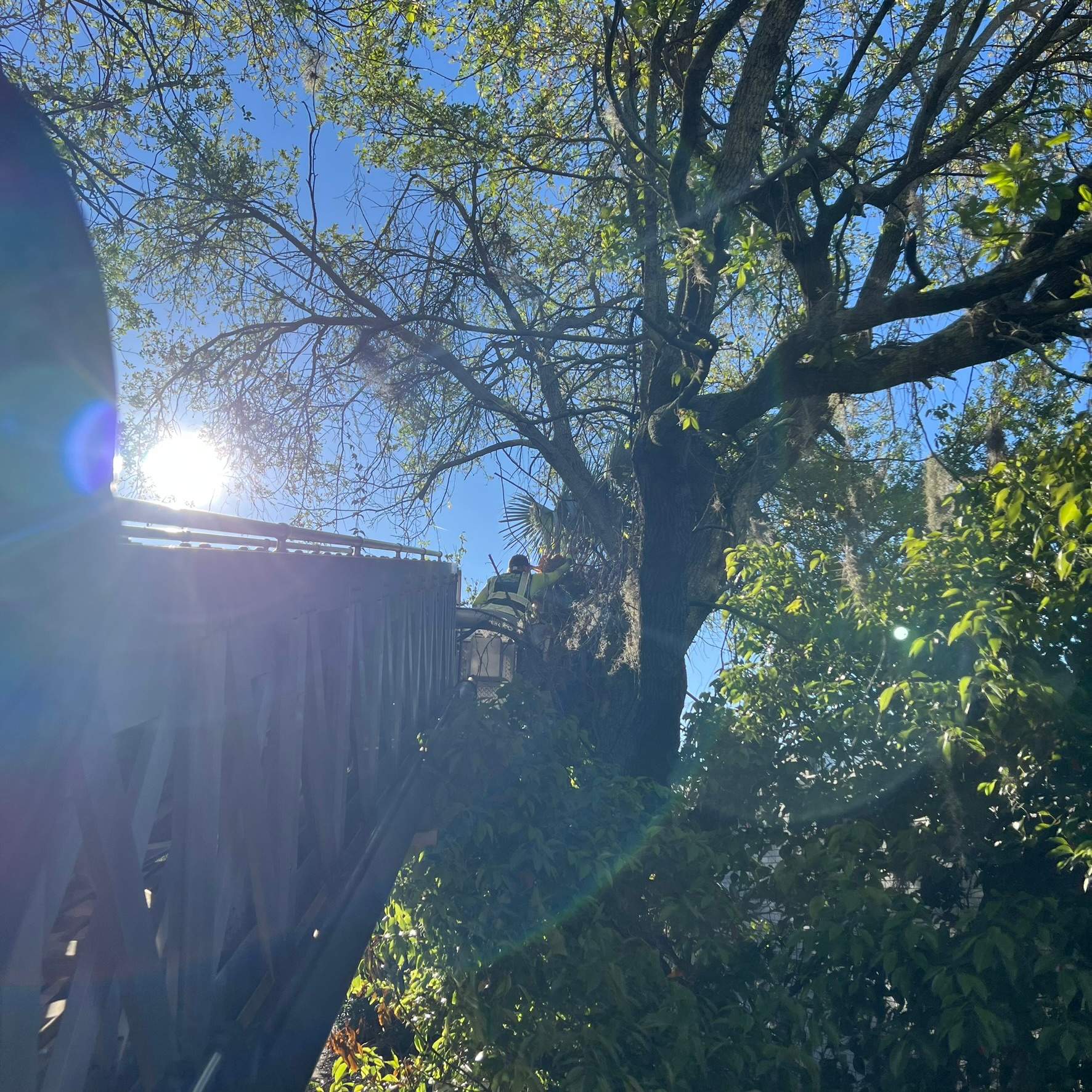 Tree Work | Garden Club of Jacksonville by ProGreen Services