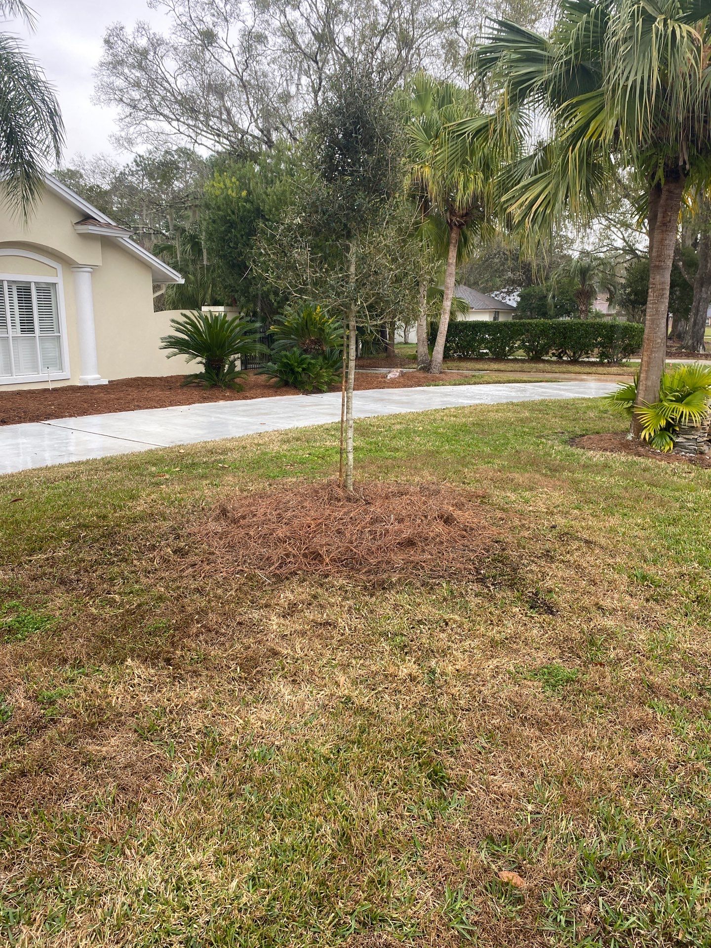 Deerwood | Live Oak Planting Project  by ProGreen Services