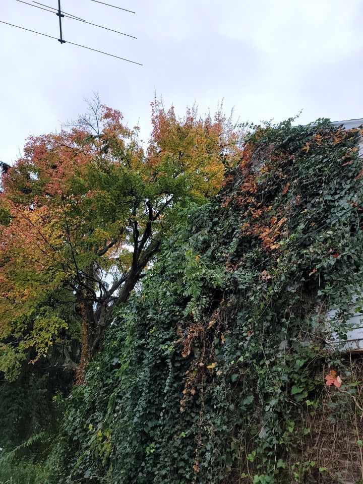 Brand: Atlas Pinnacle Color: Pristine Black by Eagle Eye Roofing