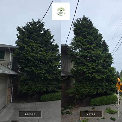 🌲✂️Building Clearance & Precision Hedge Trimming
