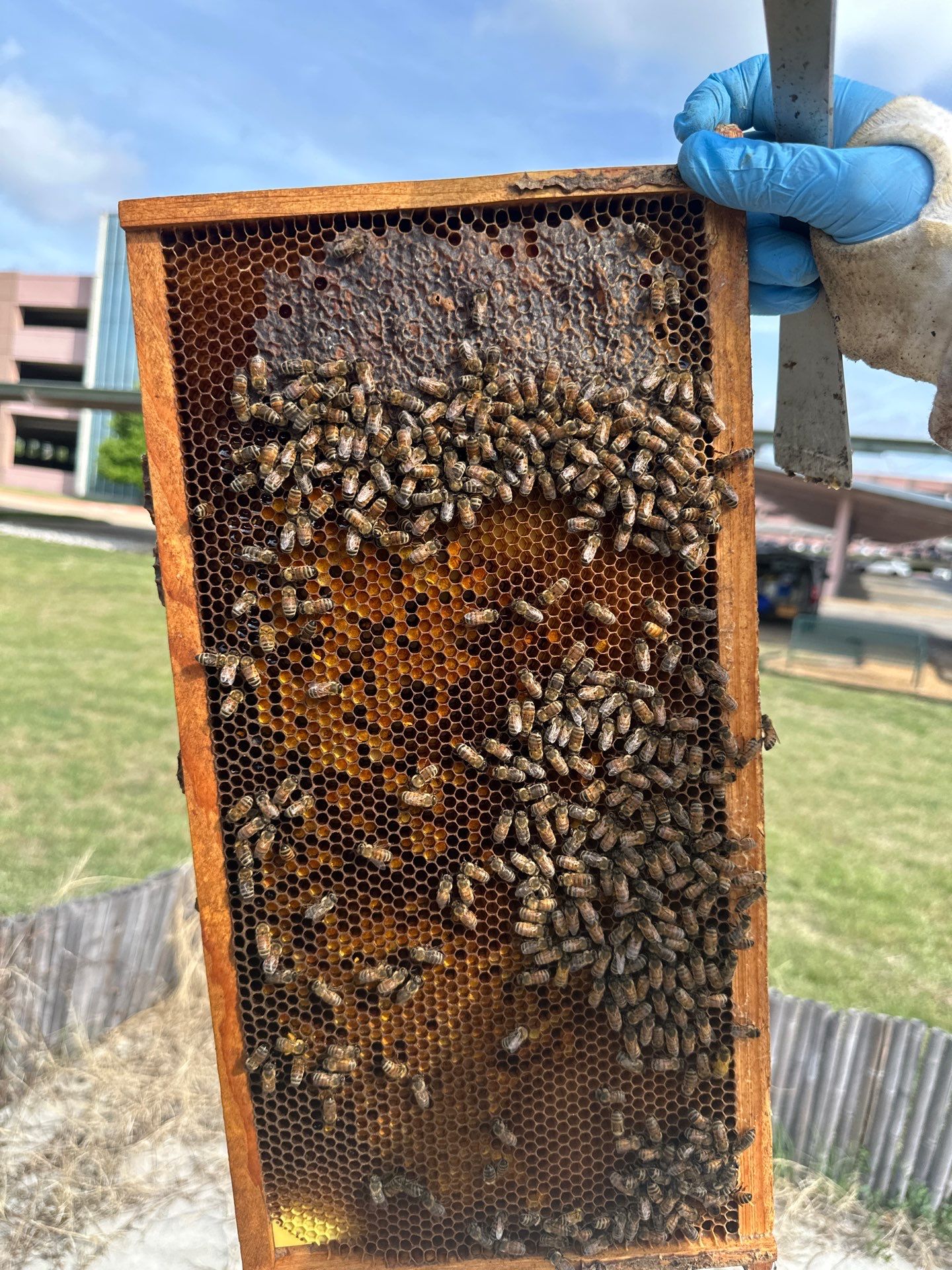 Bees at the Bank! by Rockwall Honey Bee Company