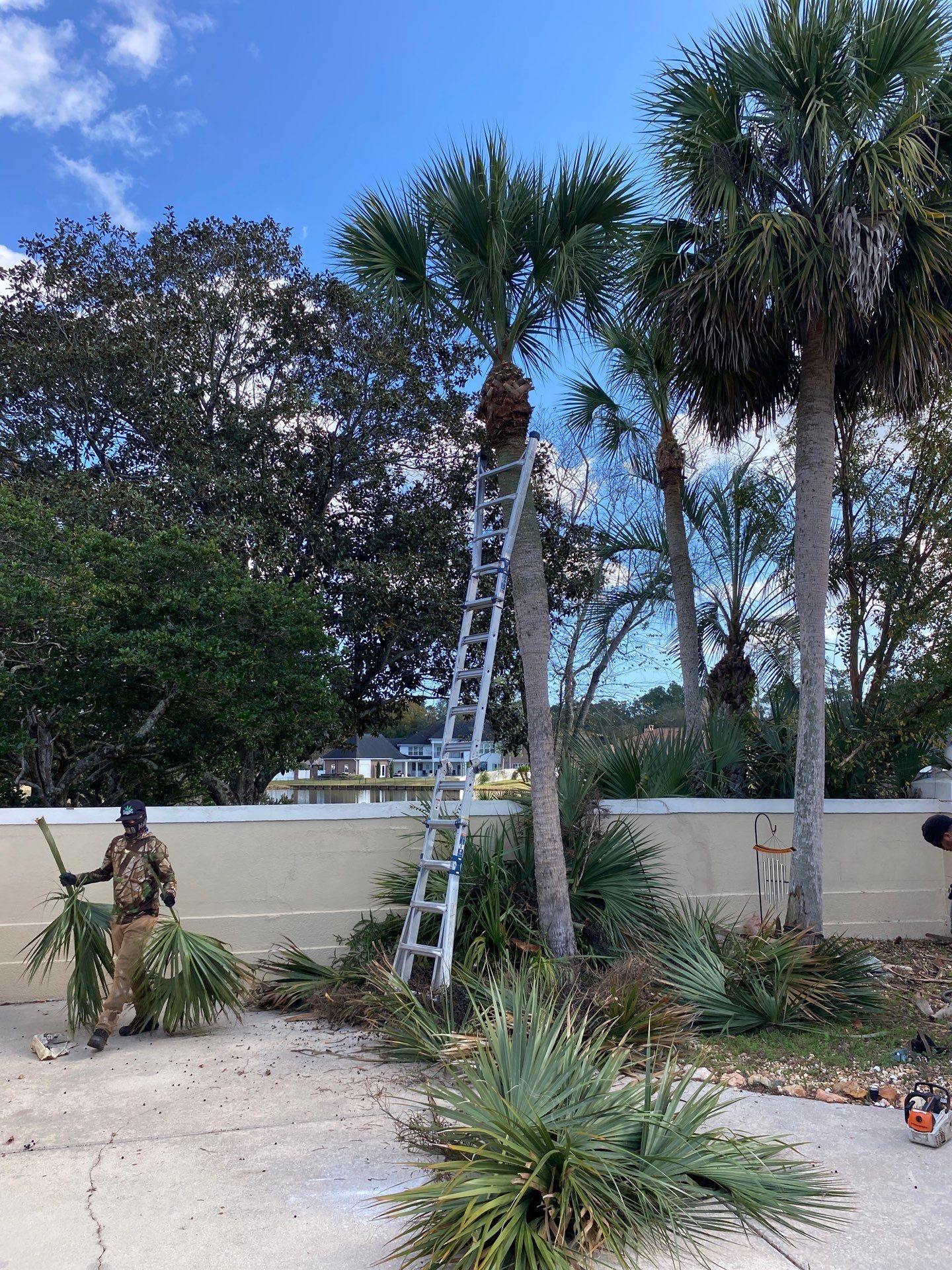 Deerwood Resident | Tree Removal & Palm Trimming by ProGreen Services