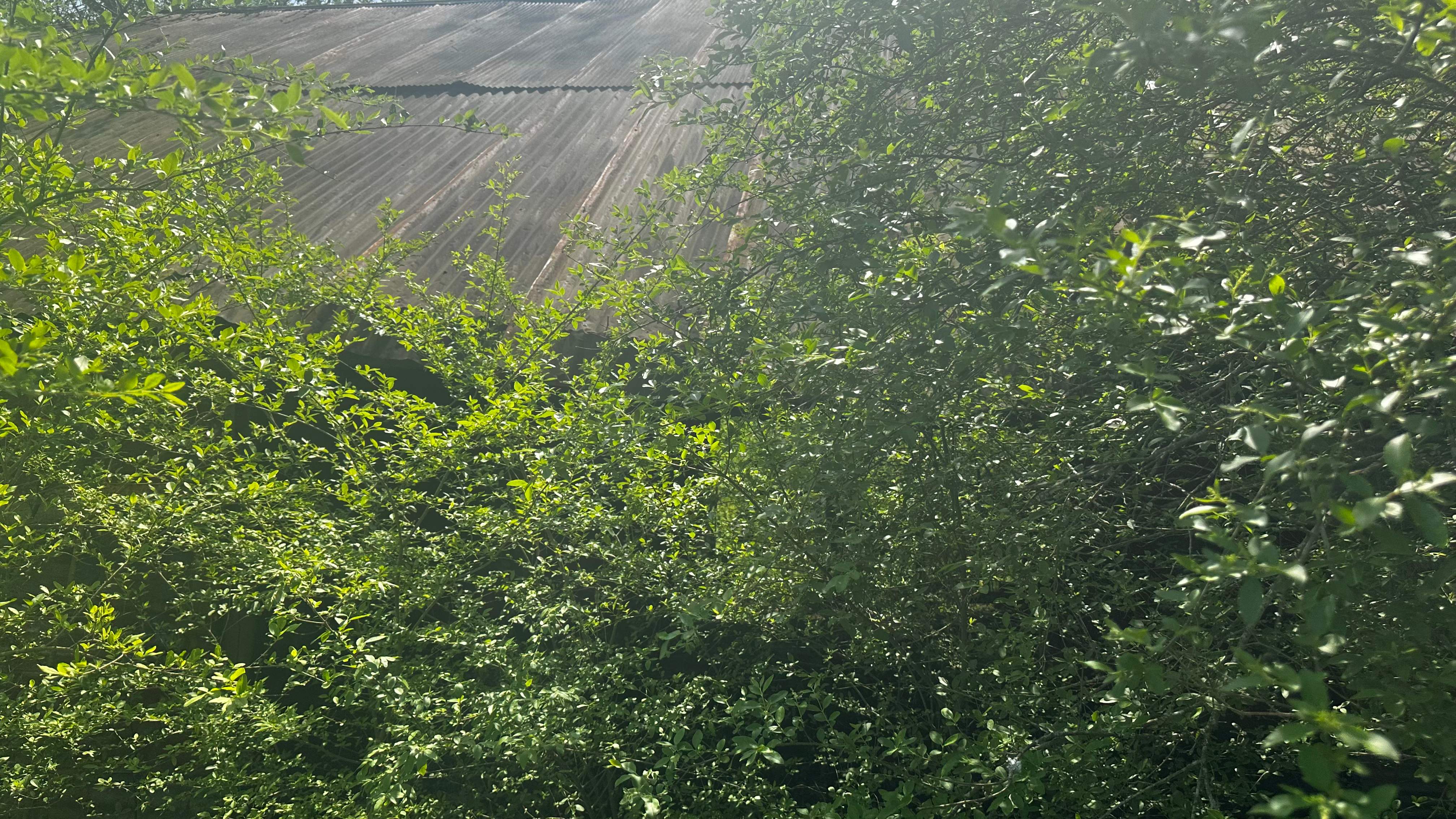 BeeGirl ETX HQ by Rockwall Honey Bee Company