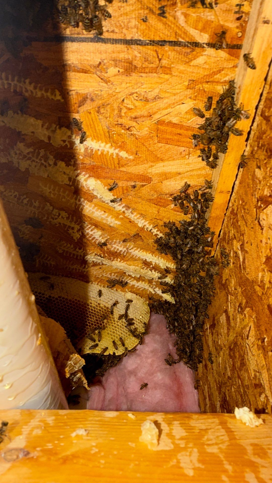 Prosperous Bees by Rockwall Honey Bee Company