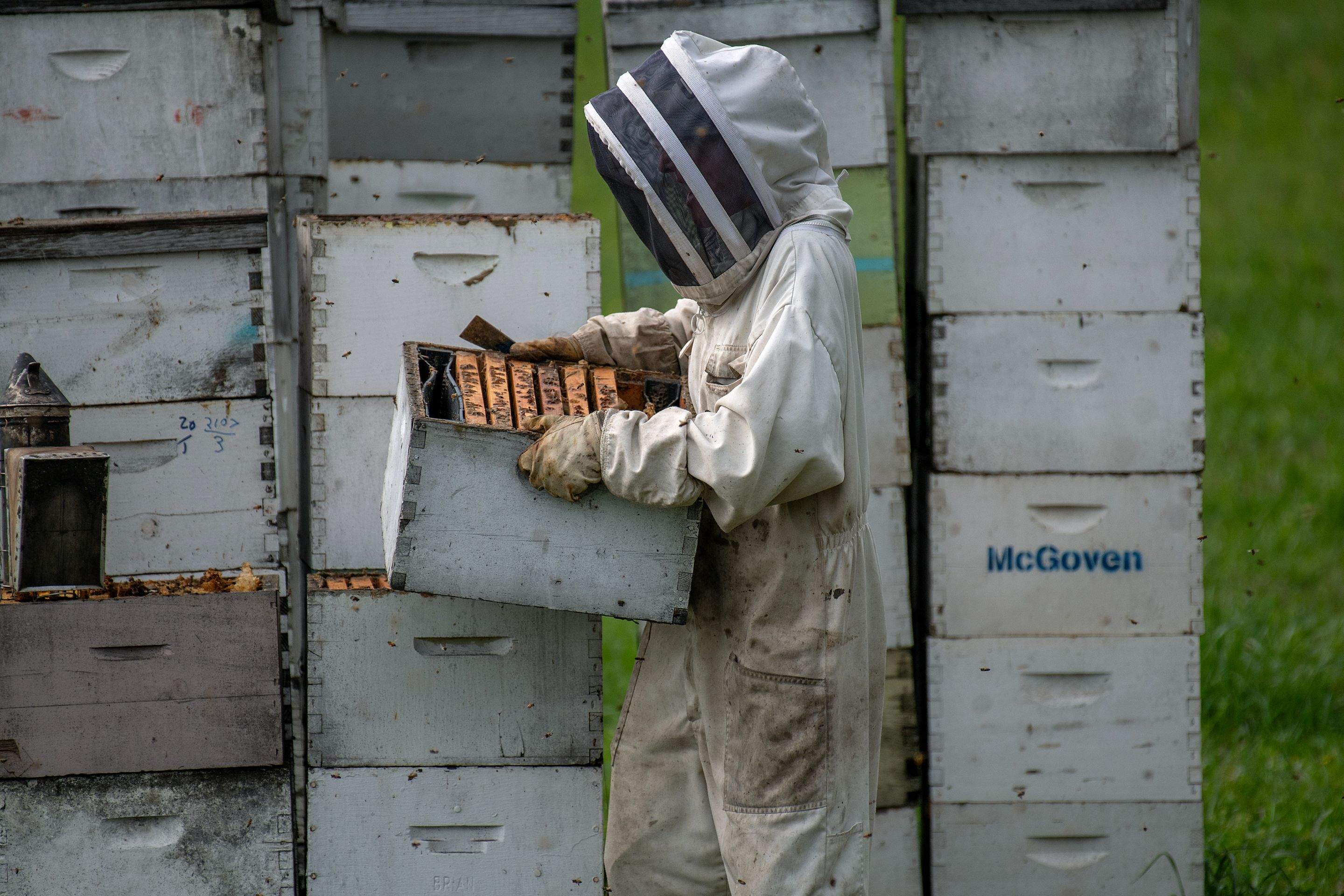 Splits in East Texas by Rockwall Honey Bee Company