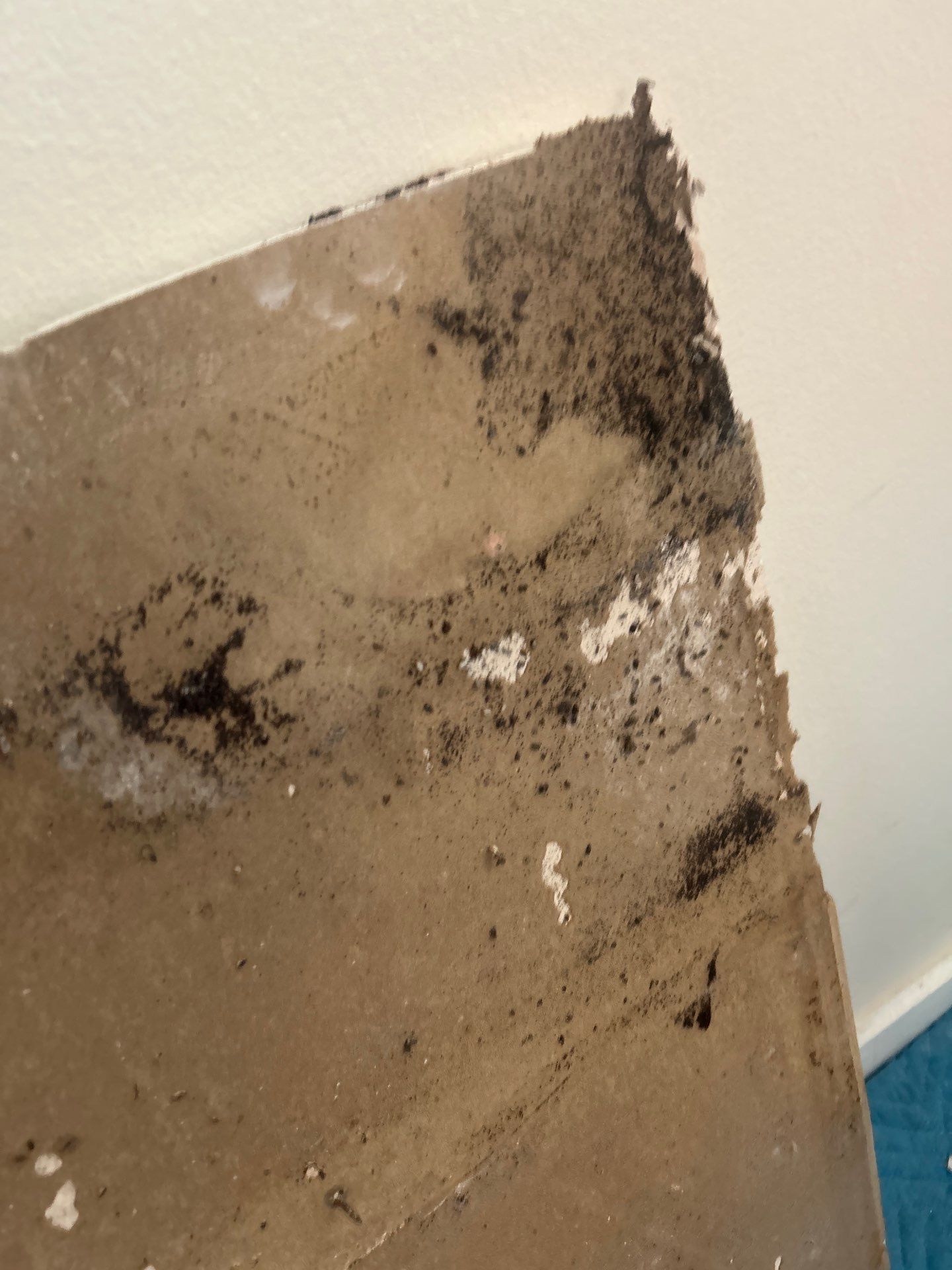 Commercial Water Damage Restoration In Bradenton by Ampm Restoration Services