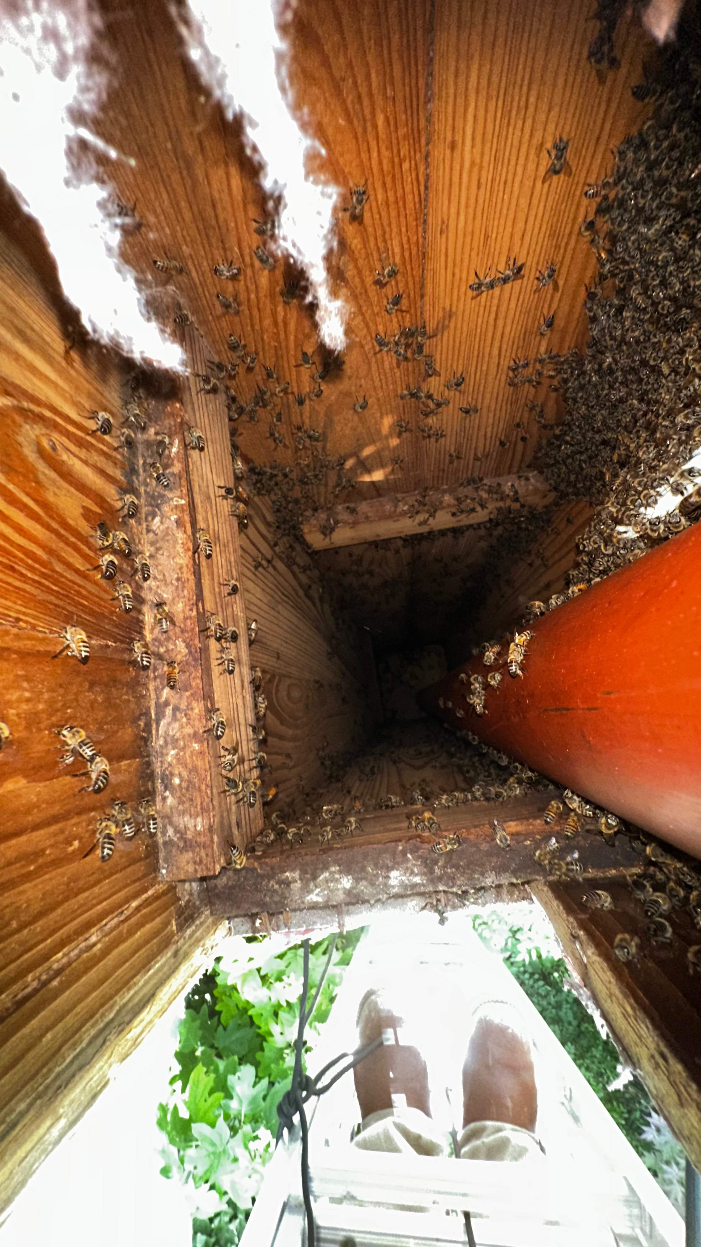 Column Bees by Rockwall Honey Bee Company