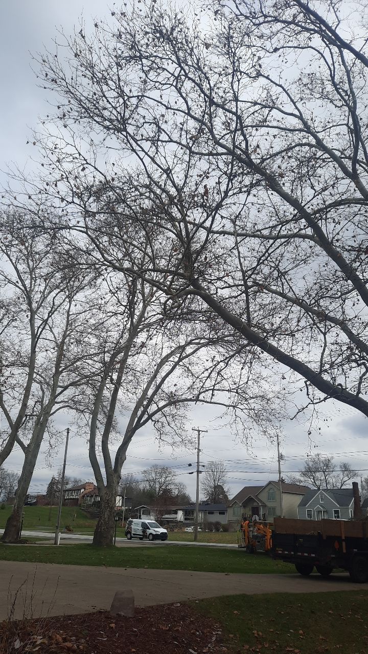 Tree Trimming using Tree Pruing by Mike Jones & Sons Tree Service LLC 