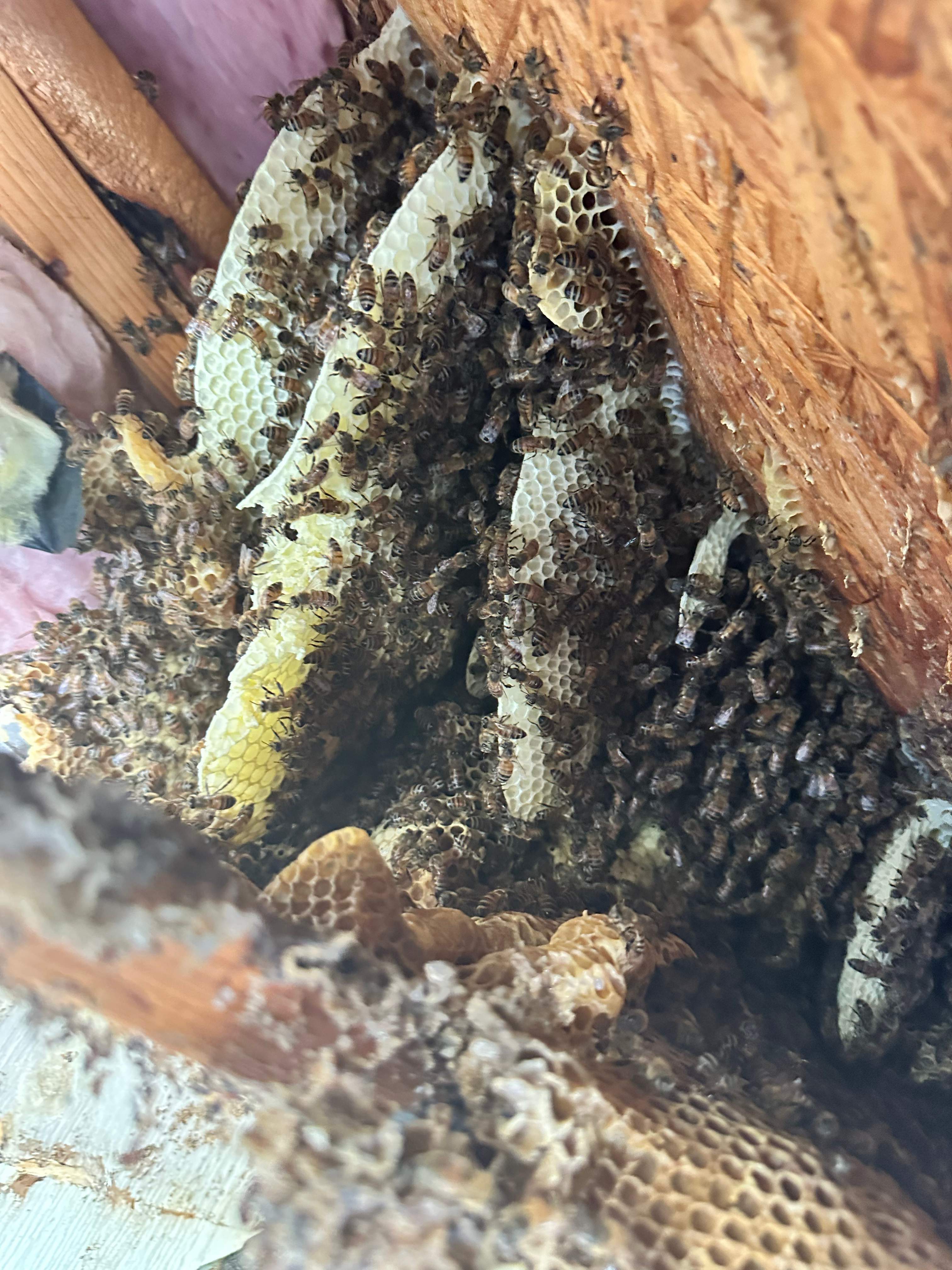 Massive by Rockwall Honey Bee Company