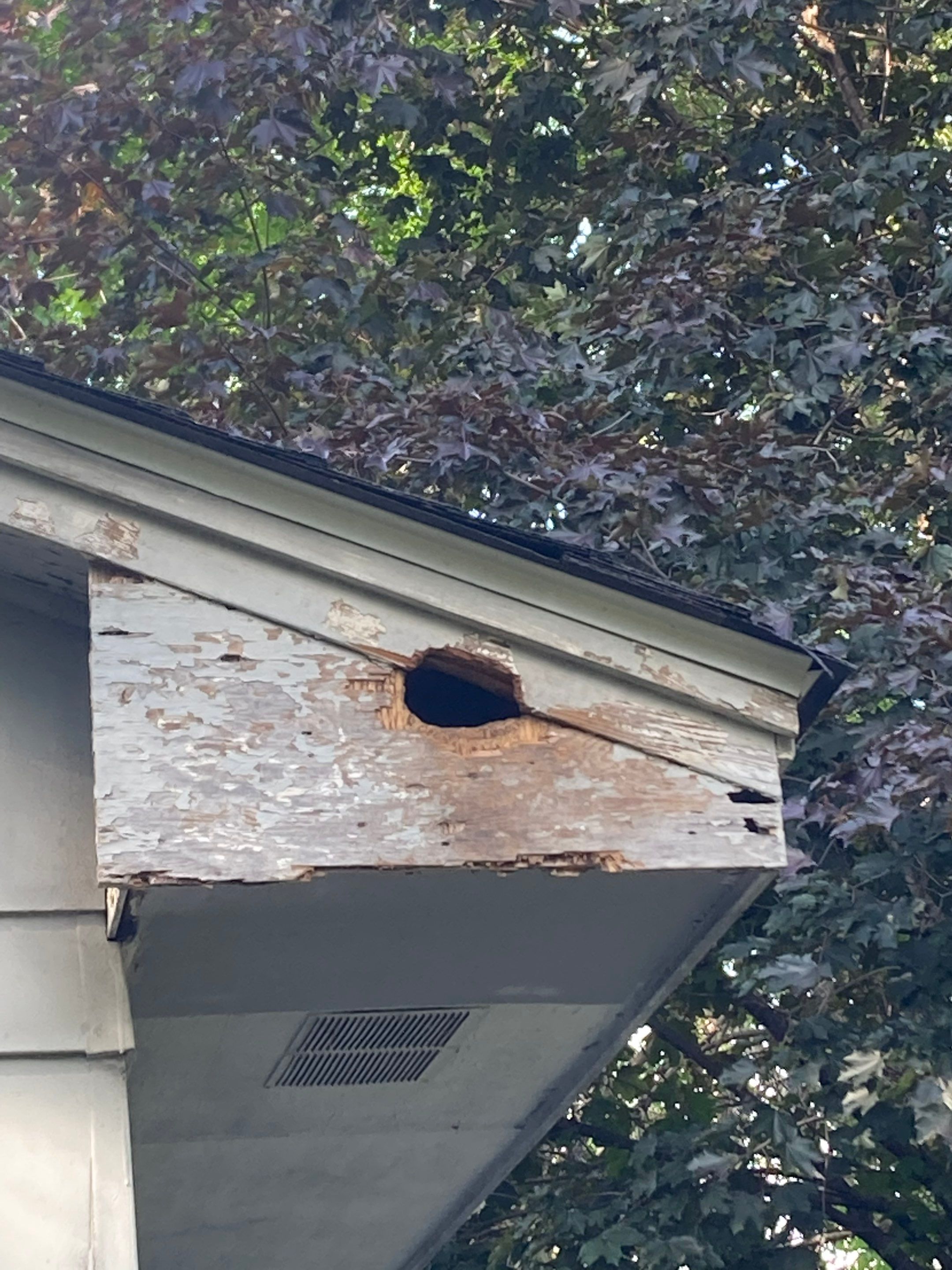 Soffit- End Squirrel entry by Abra Kadabra Pest And Wildlife 