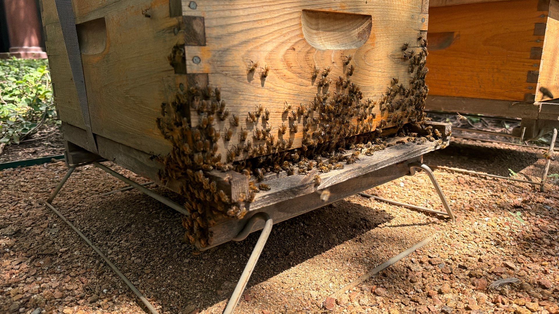 Urban Bees in North Dallas by Rockwall Honey Bee Company