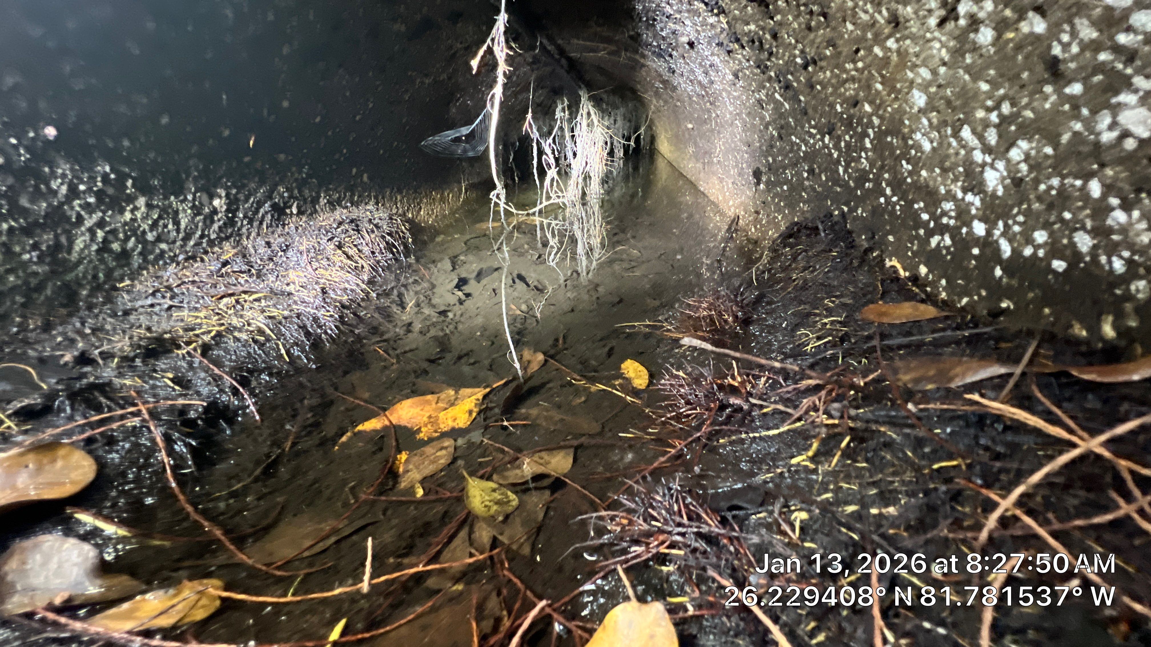 Naples Community Root Intrusion Investigation with P.R.S. by Don Mar, Inc. Storm Water Solutions