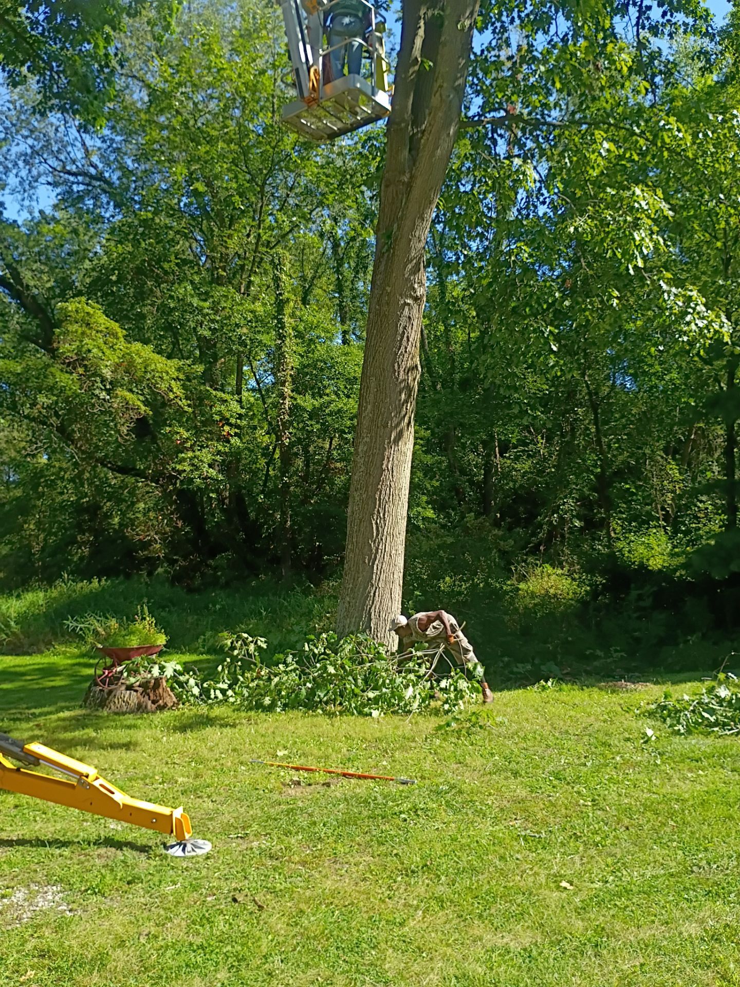 Tree Trimming & Tree Removal in Akron Ohio by Mike Jones & Sons Tree Service LLC 