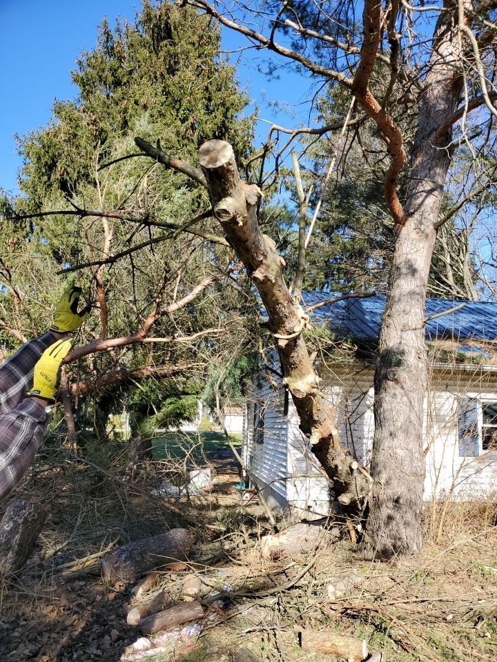 Storm Damaged Tree Removal  using Tree Removal by Mike Jones & Sons Tree Service LLC 