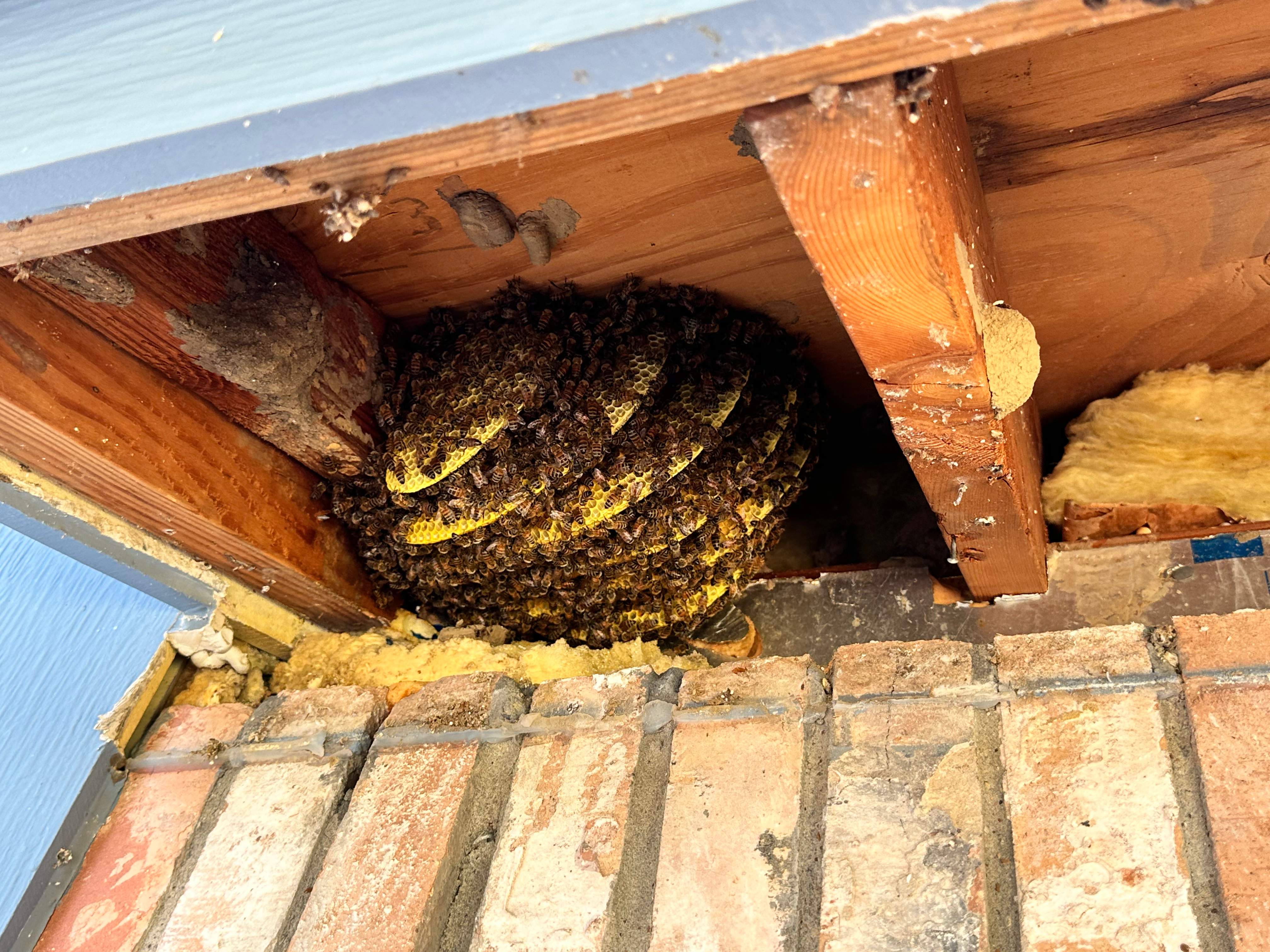 Caged Queen by Rockwall Honey Bee Company