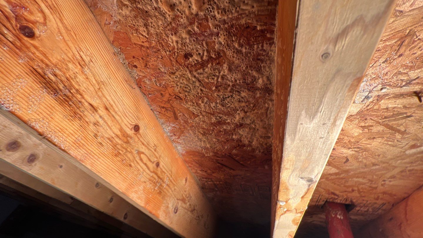 Mold Damage by Accountable Home Services
