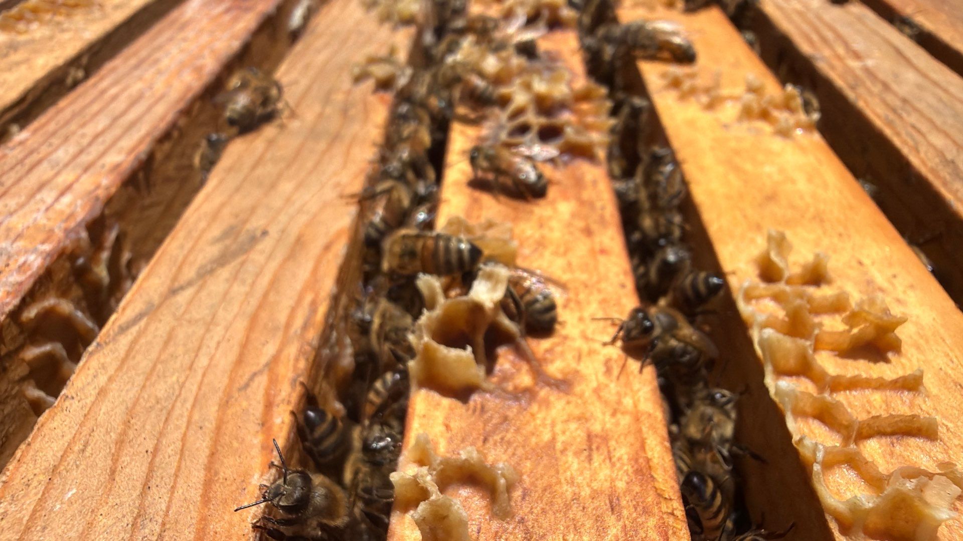 Platform Precious Population by Rockwall Honey Bee Company