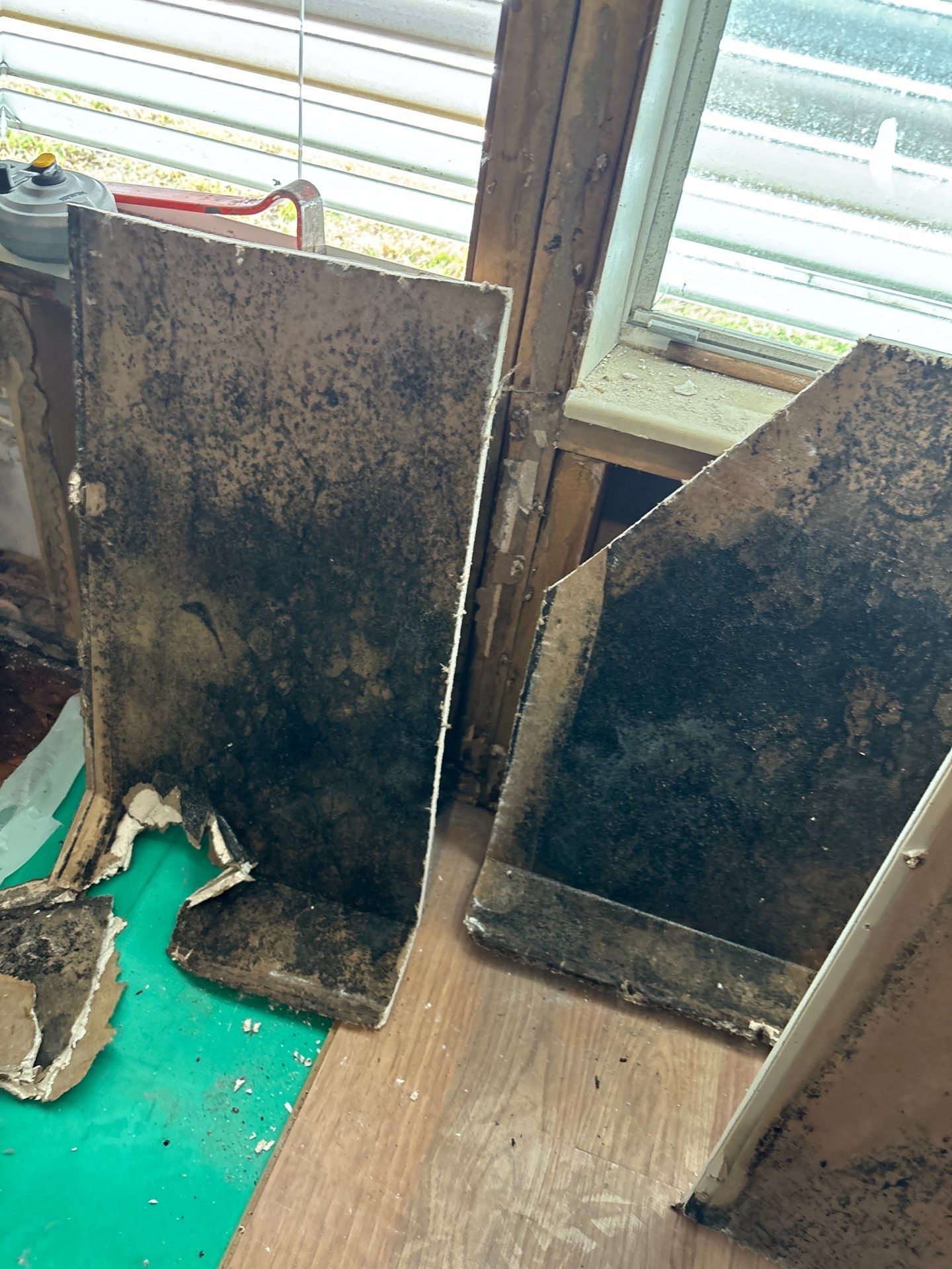 Mold Remediation Palmetto by Ampm Restoration Services 
