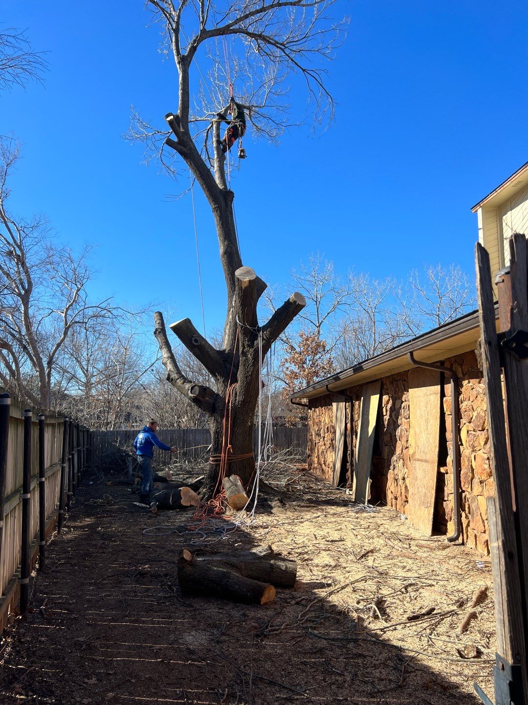 Large Oak Removal by Clays Services Inc