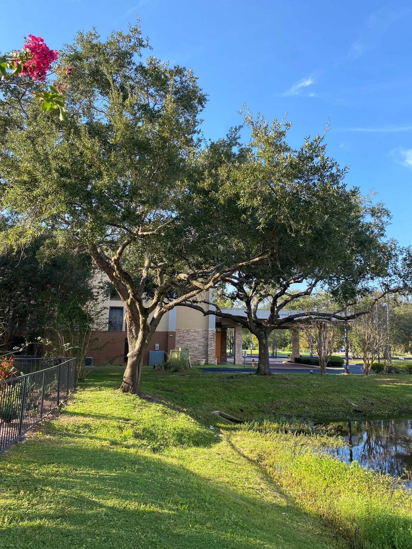 Tree & Shrub Removal | Marriott Hotel by ProGreen Services