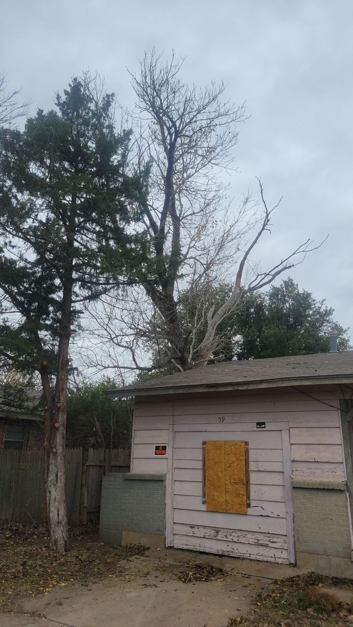 Tree Removal using Chainsaws by Clays Services Inc