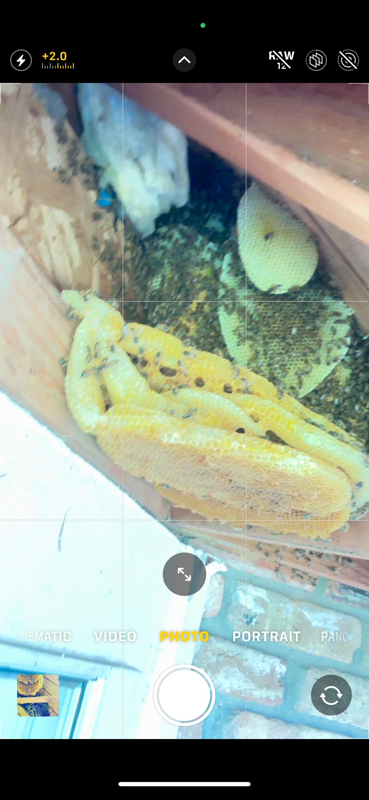 Golf Couse by Rockwall Honey Bee Company