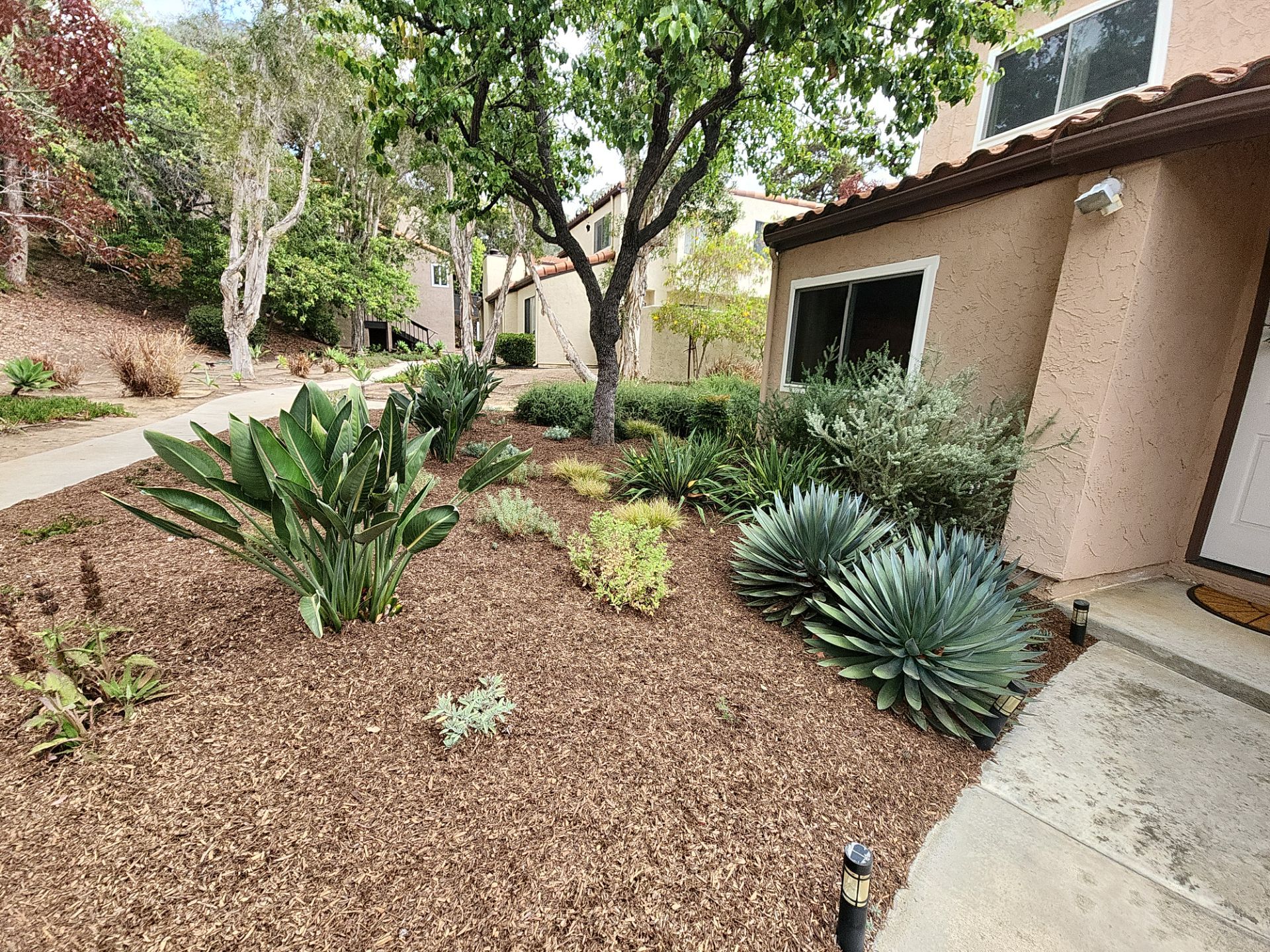 San Diego Residential Landscape Refresh With Succulents and Wood Mulch by Yard Techs