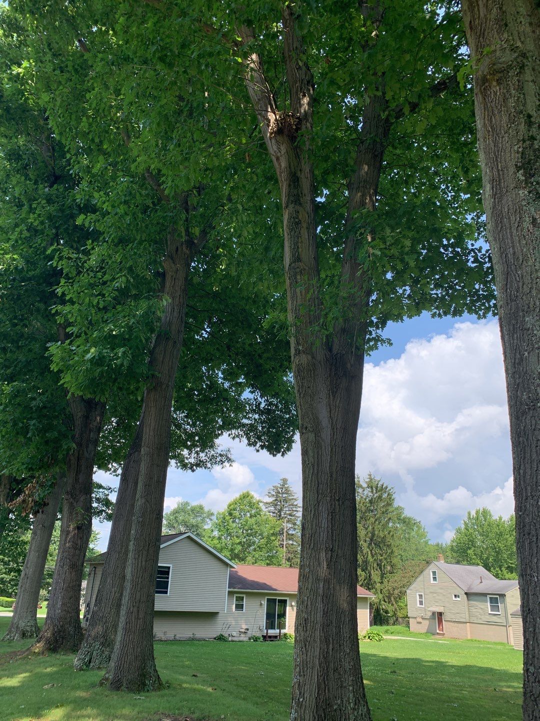 Tree Trimming by Mike Jones & Sons Tree Service LLC 