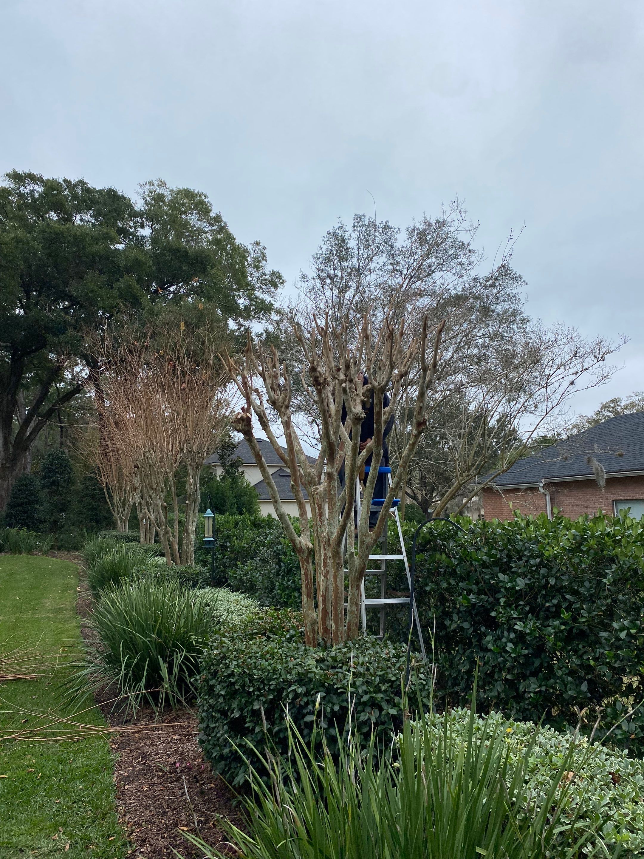 Deerwood Residence | Tree Trimming by ProGreen Services