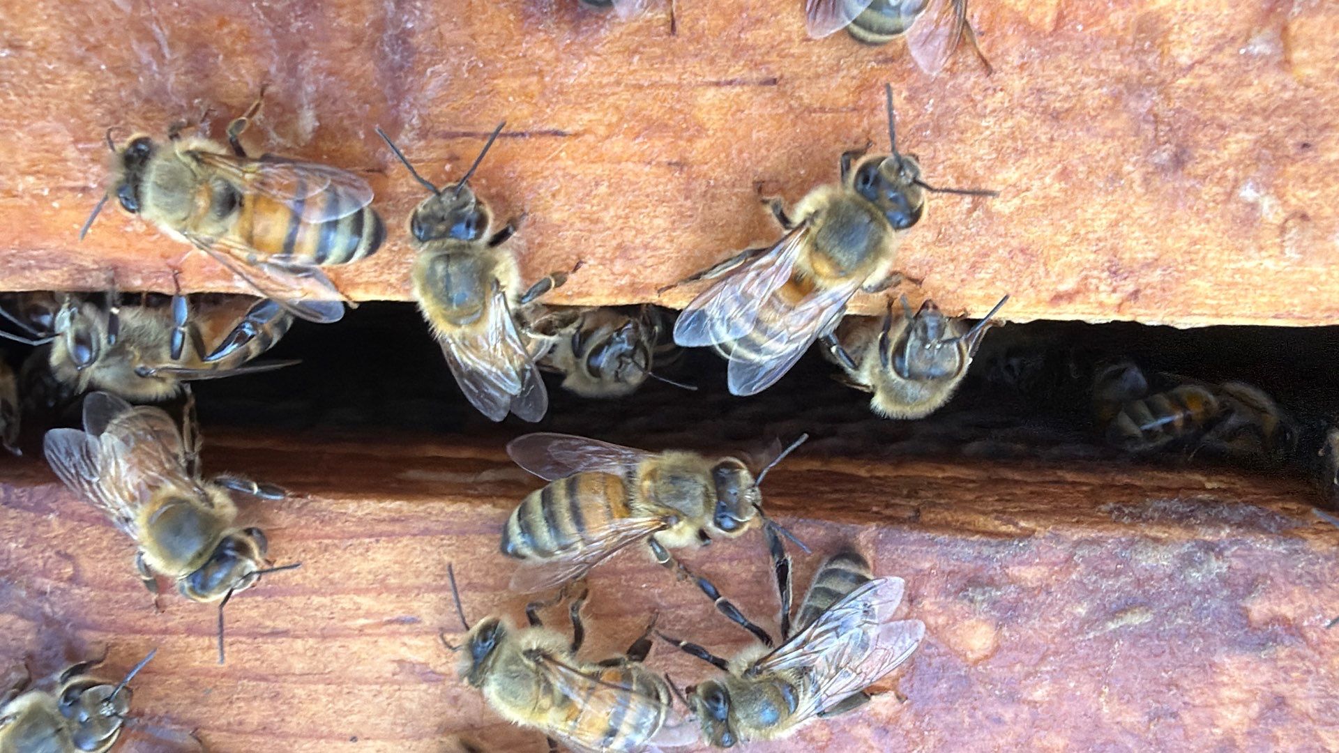 Corporate HQ by Rockwall Honey Bee Company