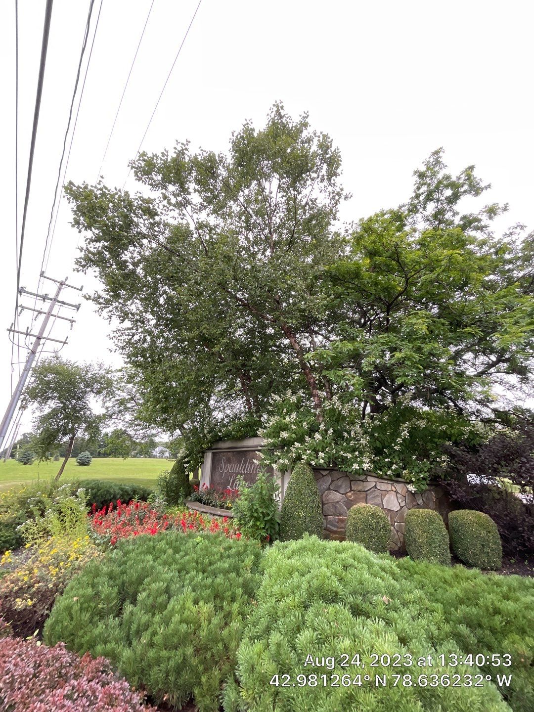 Tree Removal and Pruning by Treeman Tom LLC