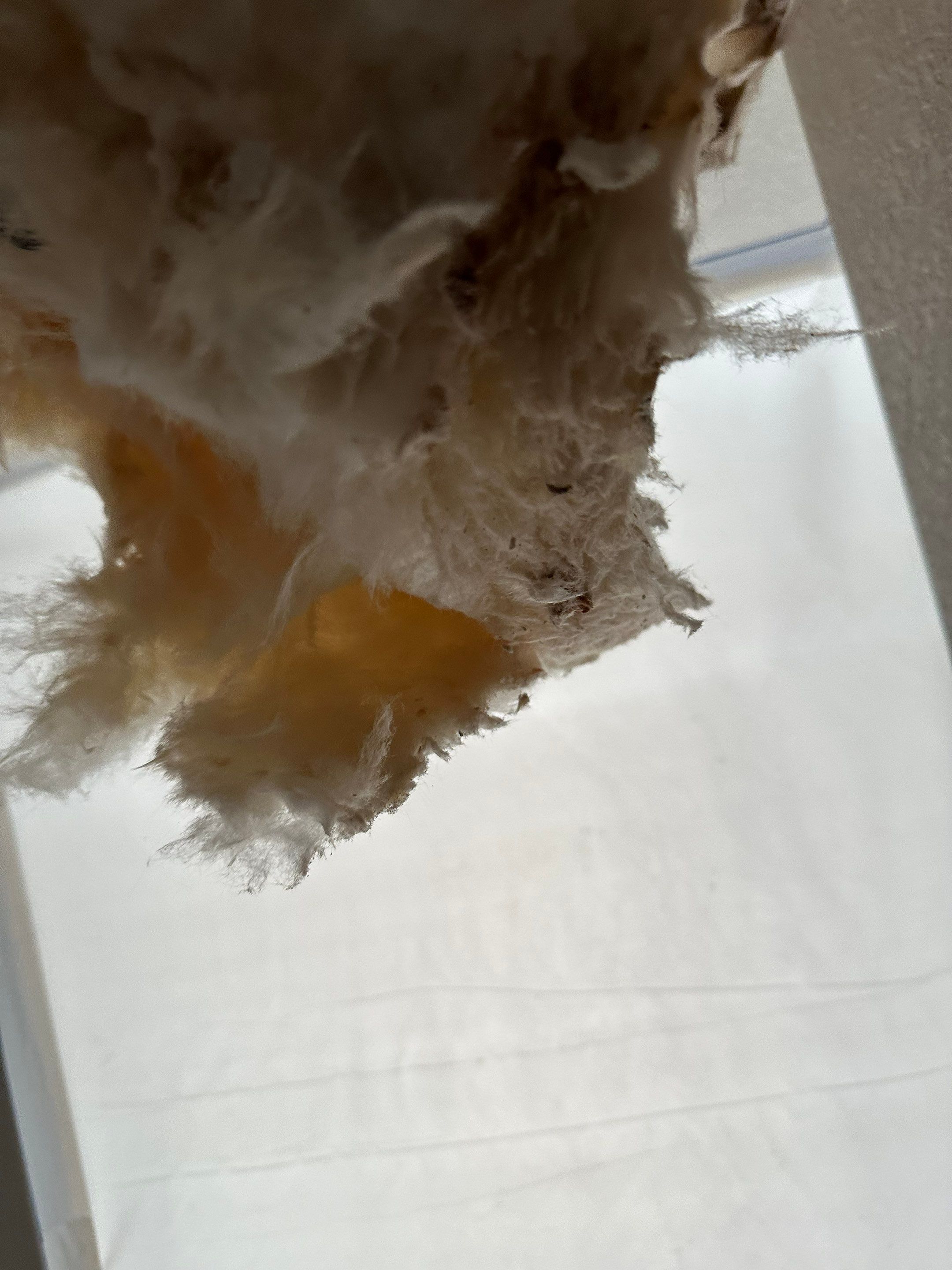 Mold Remediation in Denver, CO by Alpha Restoration 
