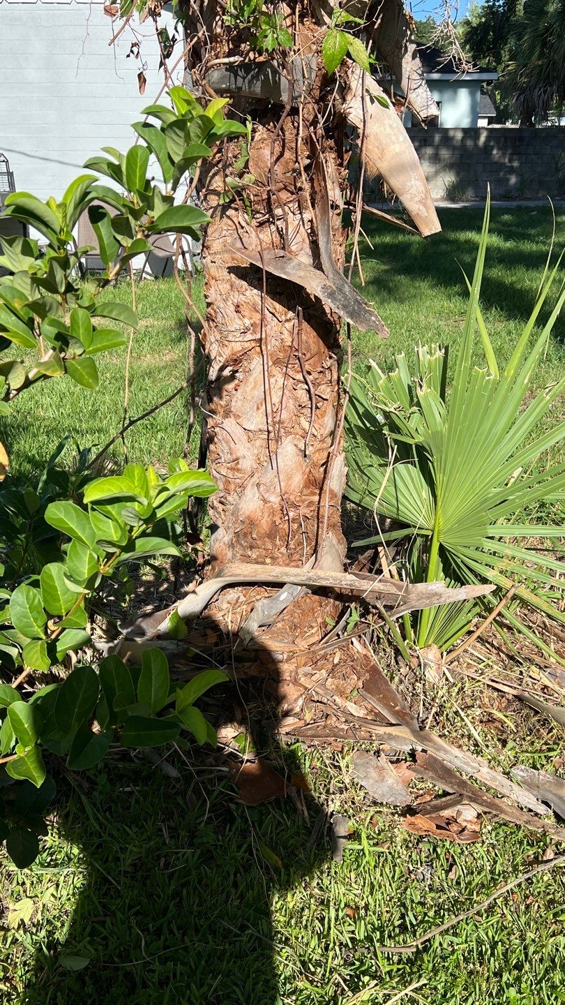 St. Petersburg 6ft. Tall Treated Board on Board by Asap fence and gates, LLC