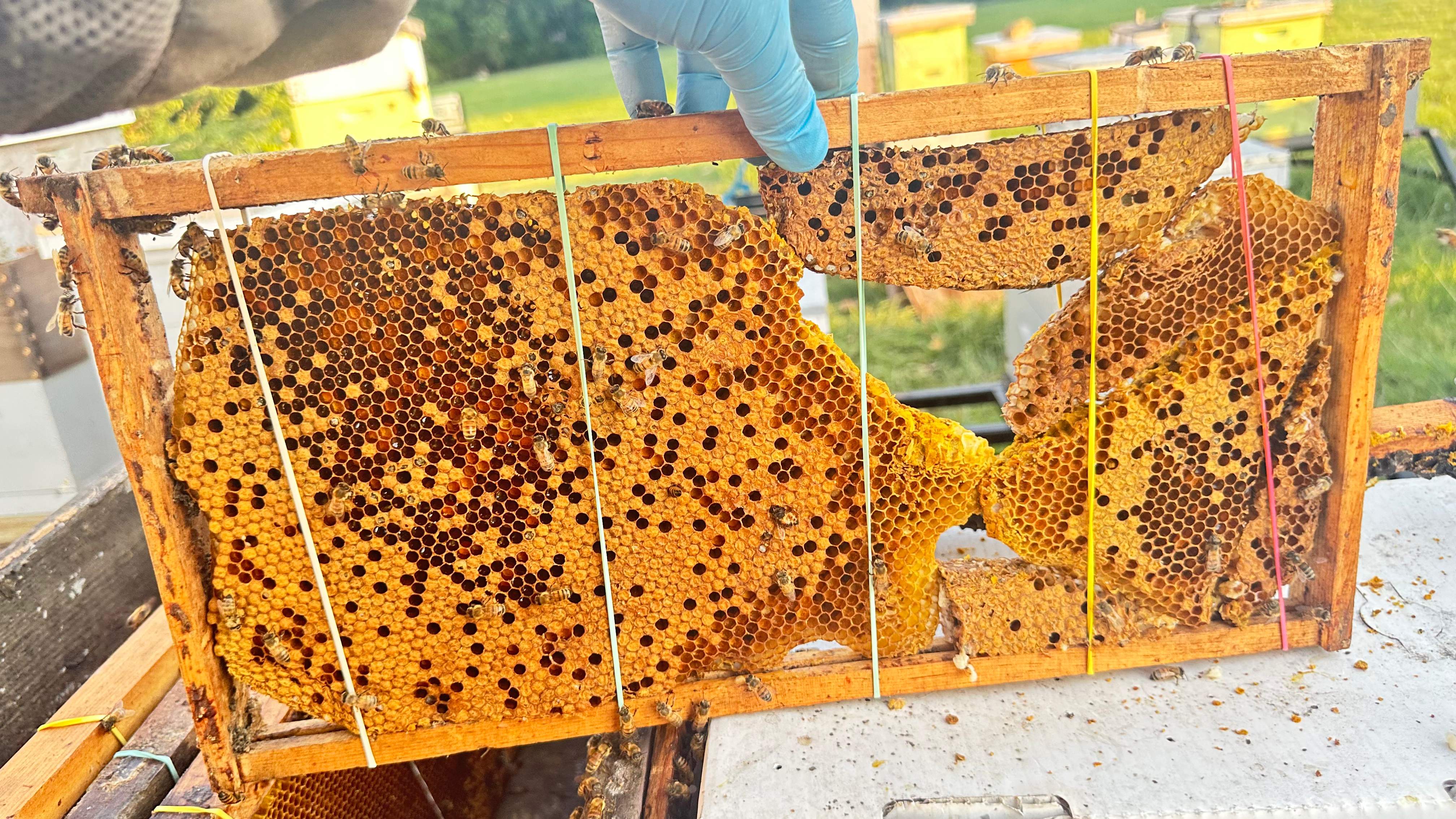McSoffit by Rockwall Honey Bee Company