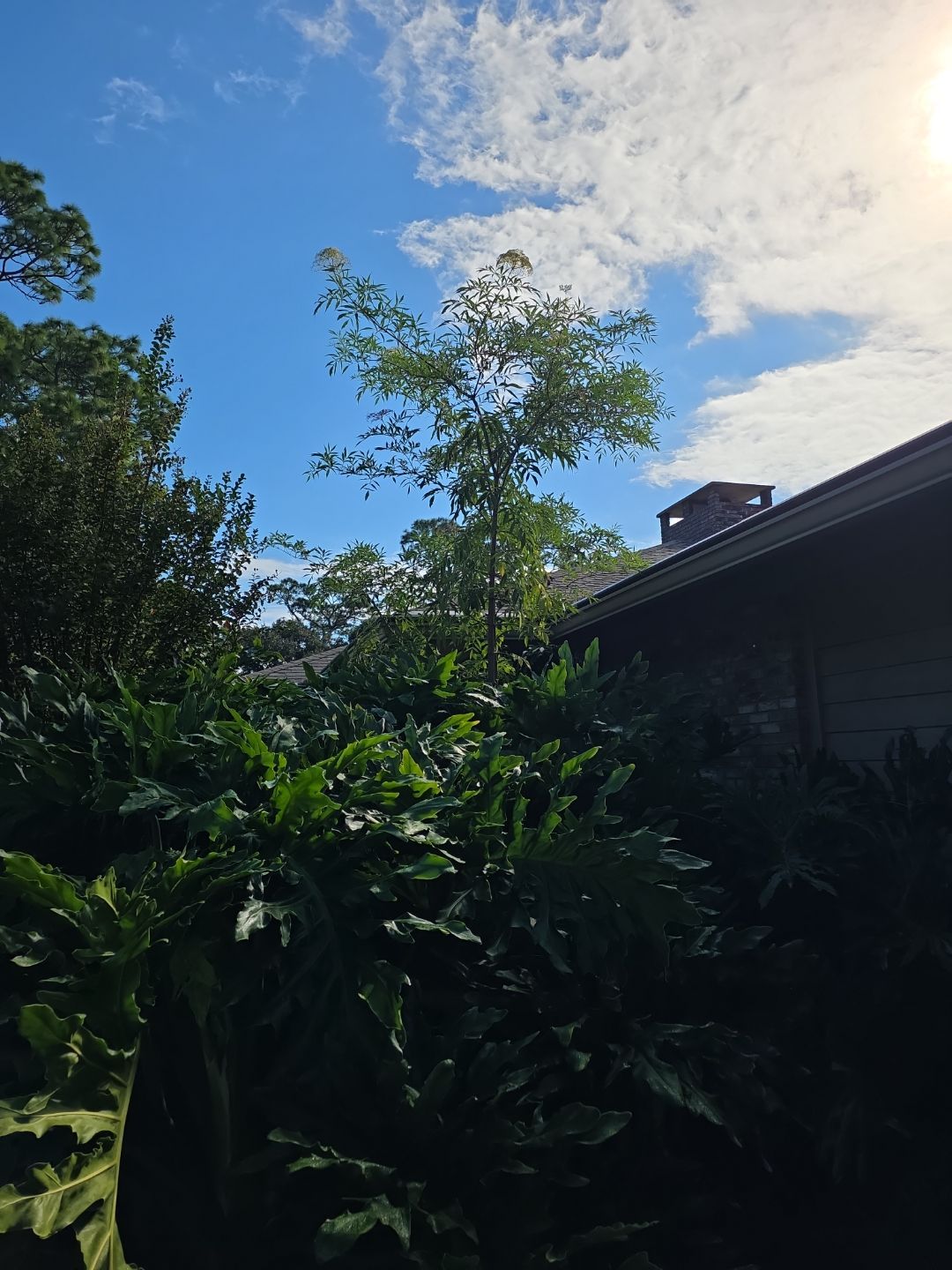 Deerwood Resident | Freshen Up Project by ProGreen Services