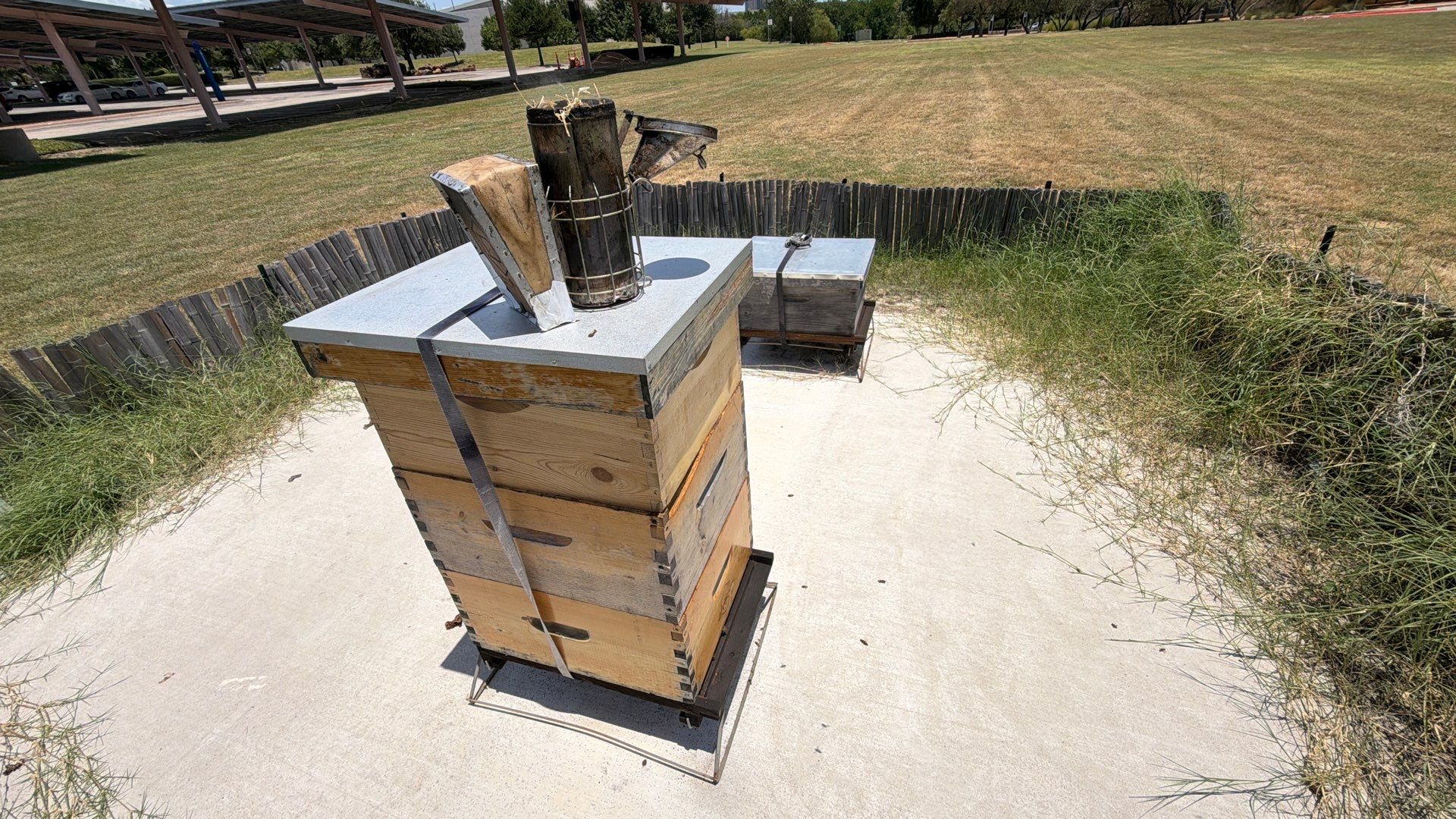 Bees at the Bank! by Rockwall Honey Bee Company