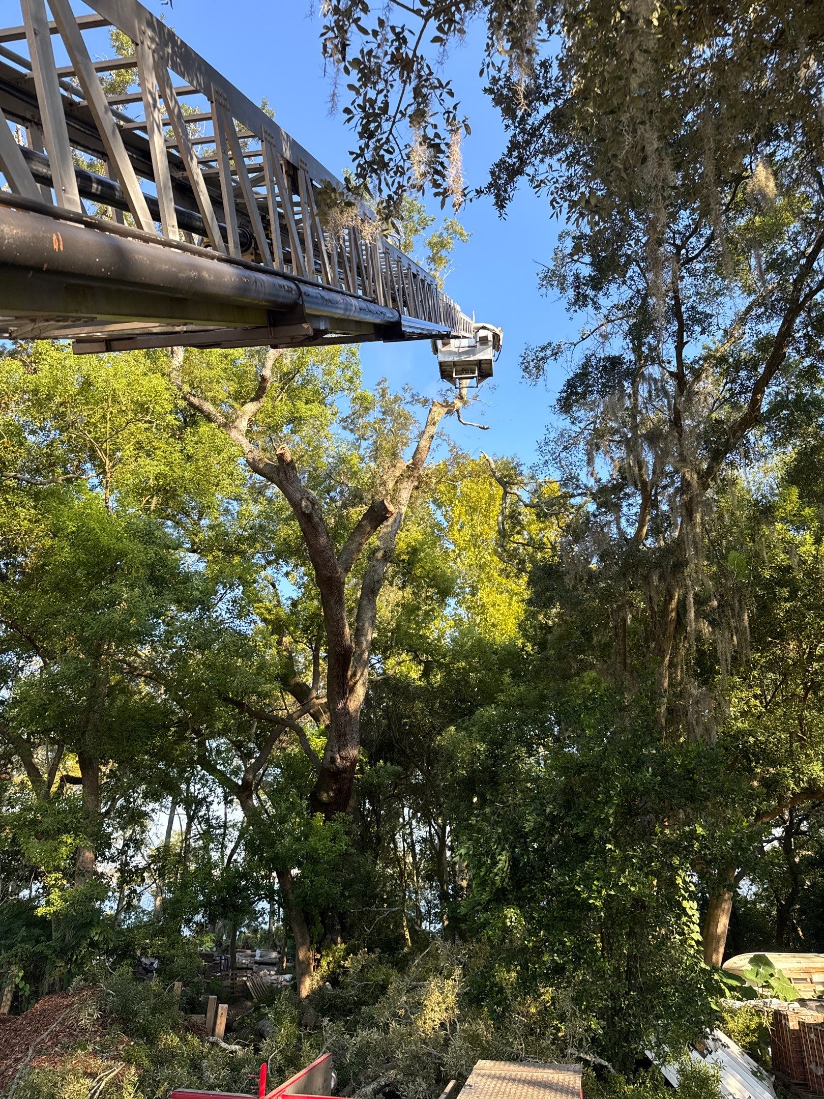 Tree Removal | Episcopal Softball Field by ProGreen Services